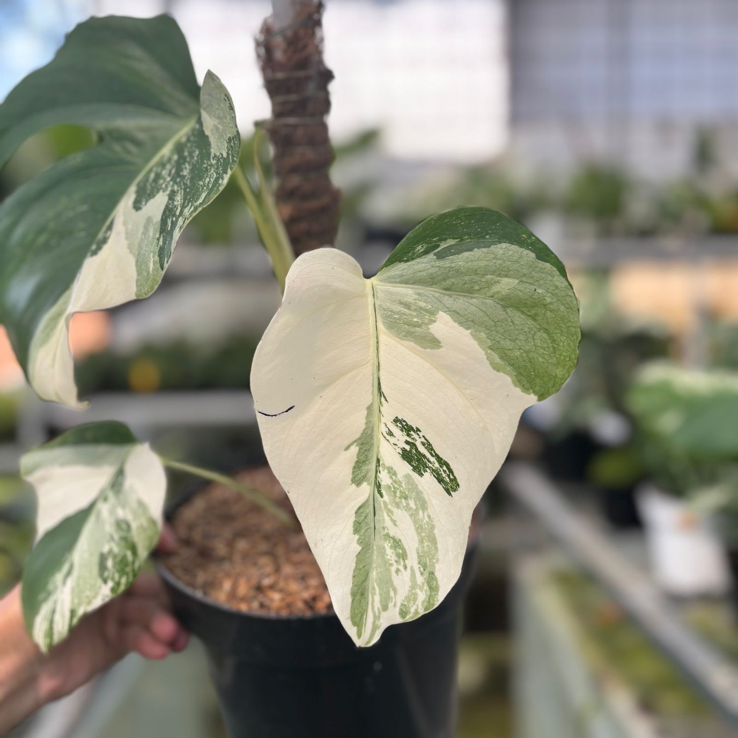 RP7-9 Monstera Albo Variegated