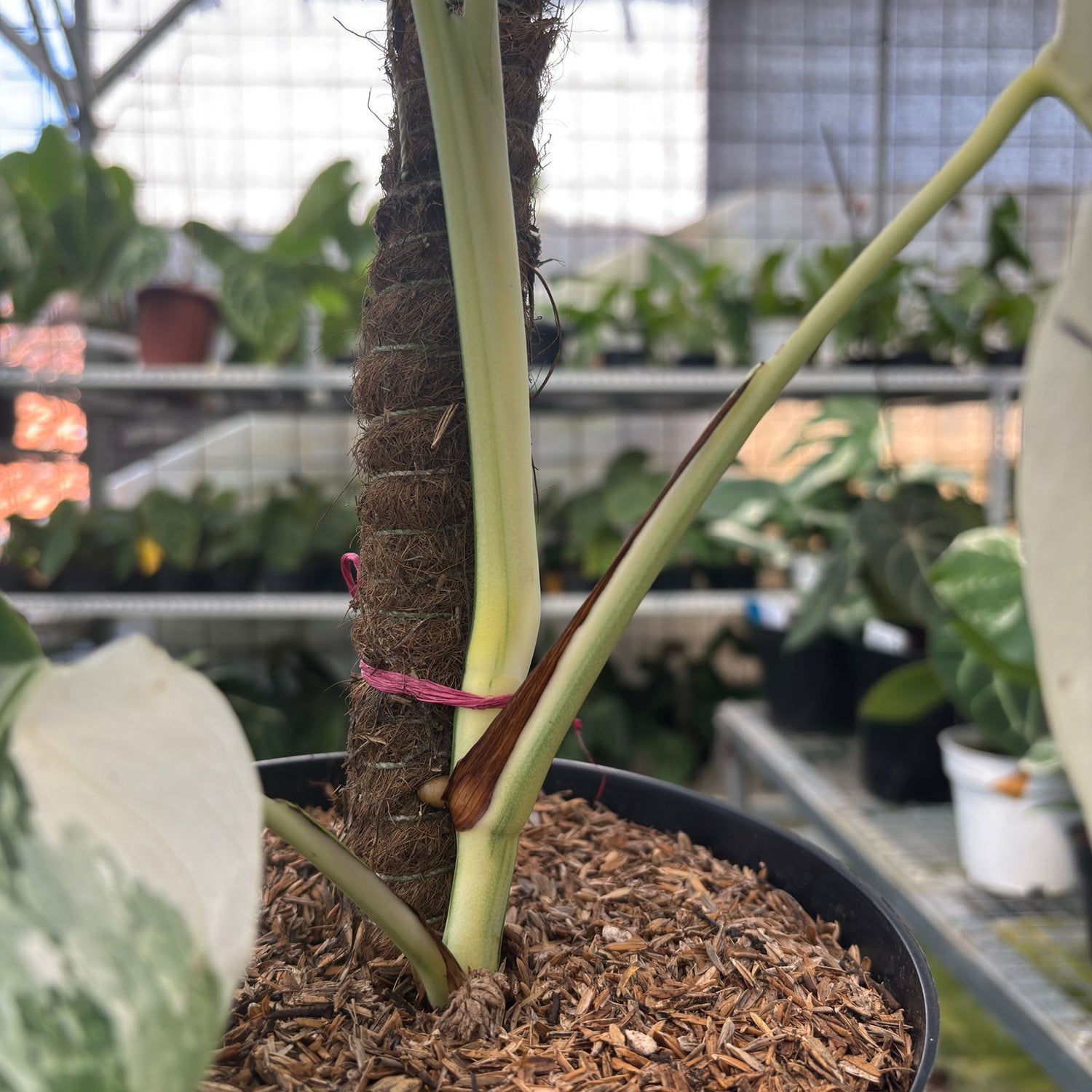 RP7-9 Monstera Albo Variegated