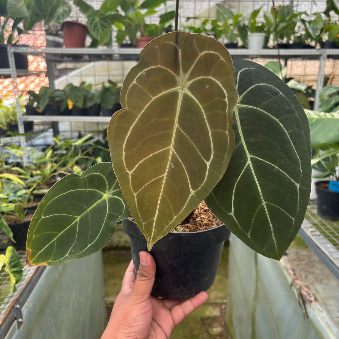 RP8-9 Anthurium Forgetti x AOS