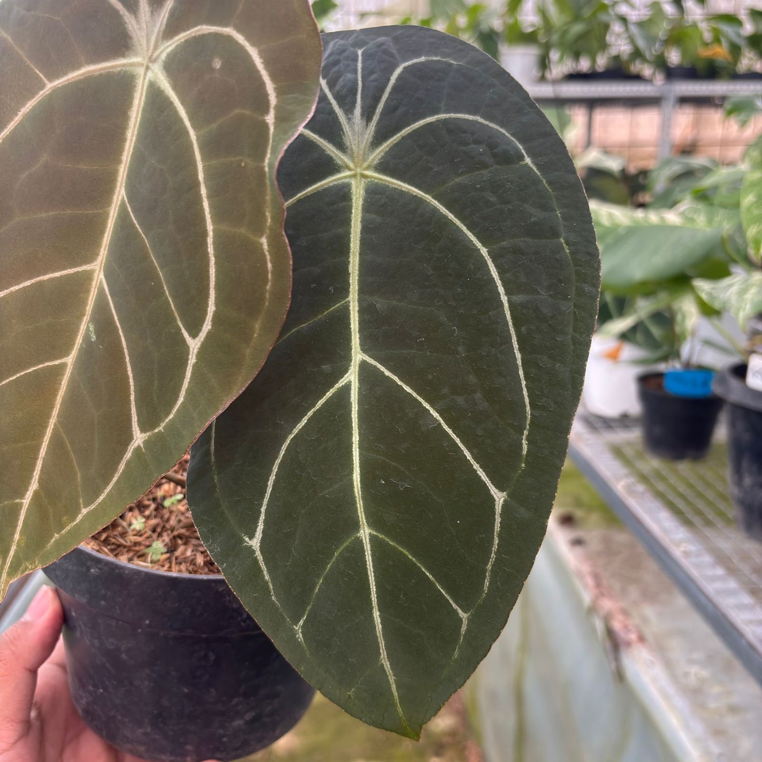 RP8-9 Anthurium Forgetti x AOS