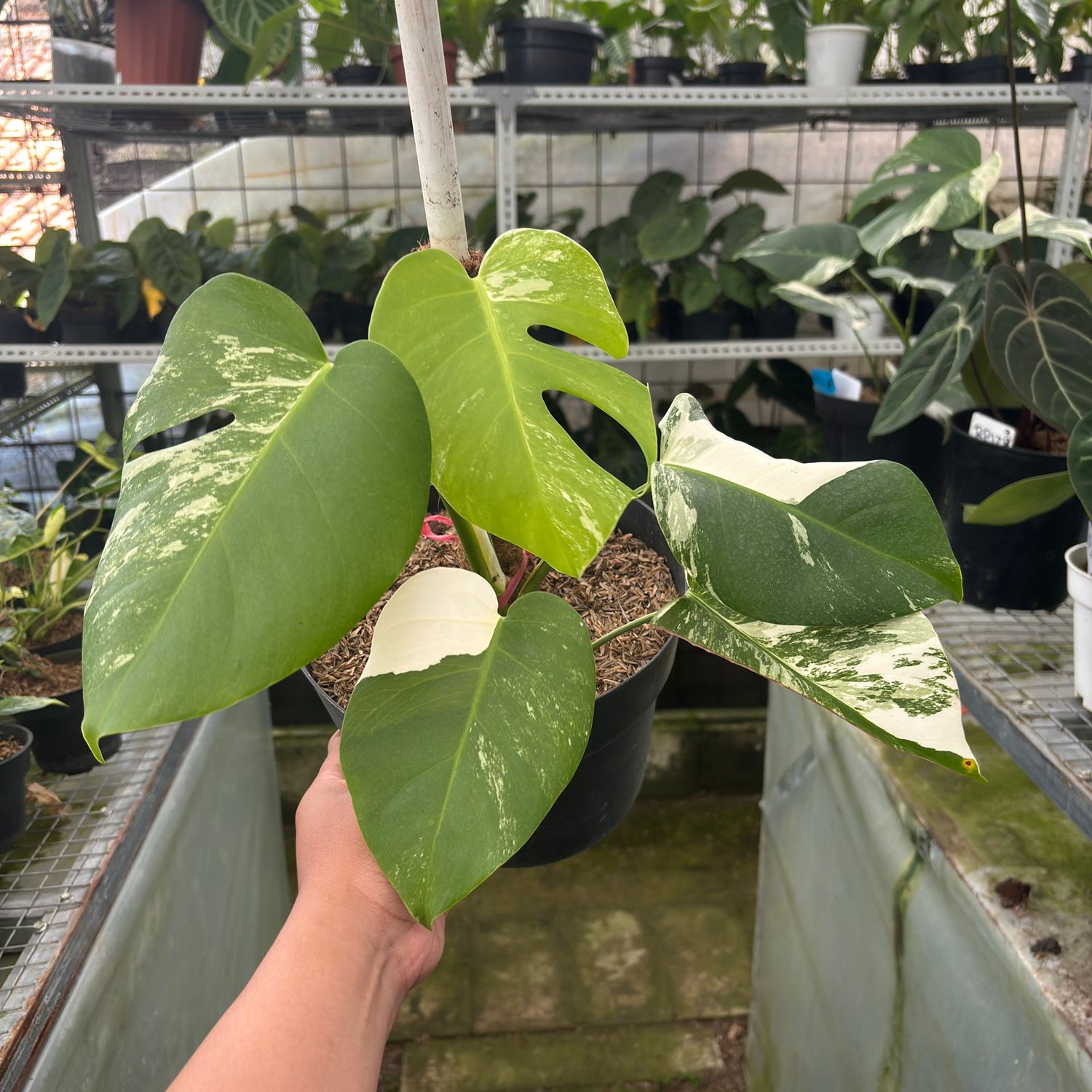 RP30-9 Monstera Albo Variegated