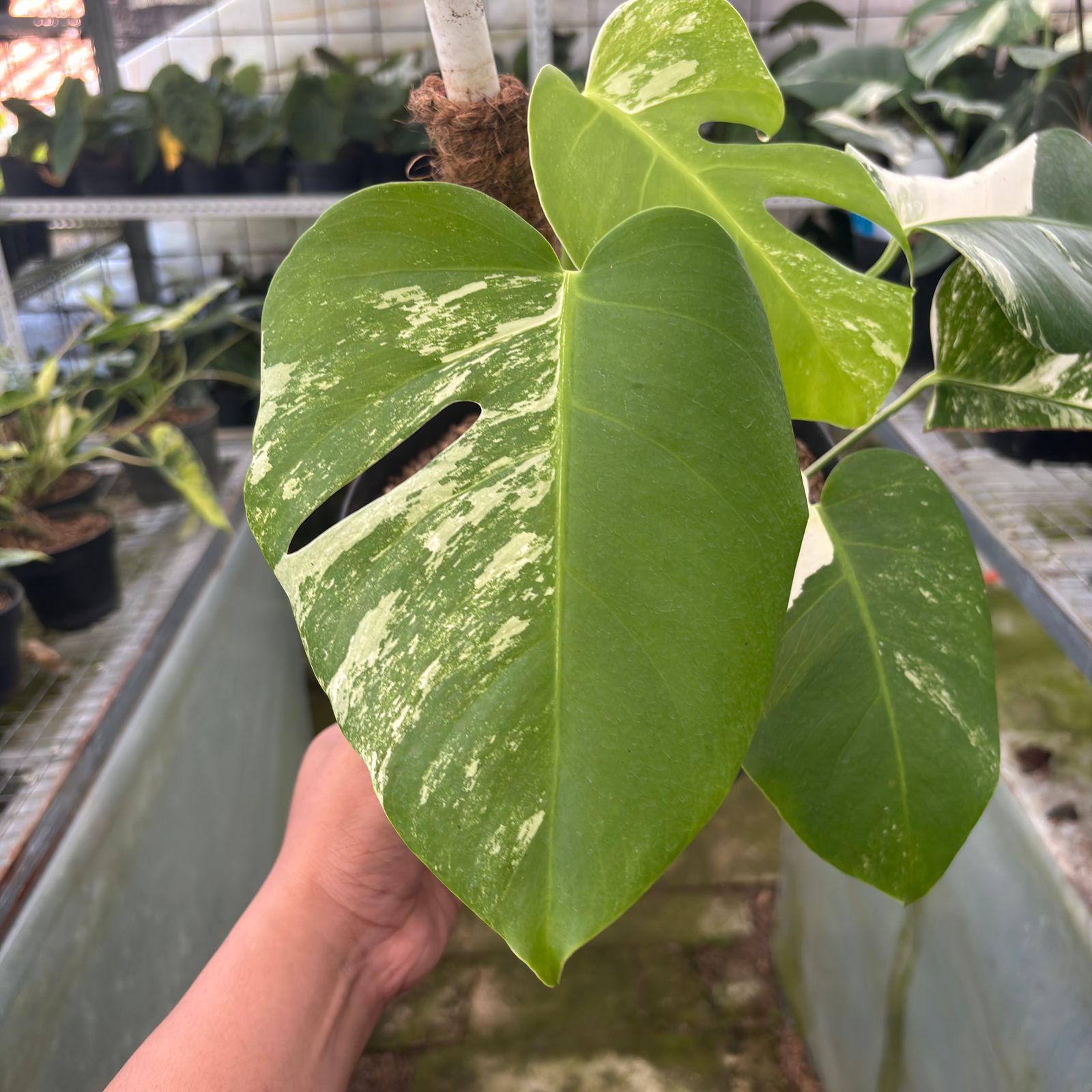 RP30-9 Monstera Albo Variegated