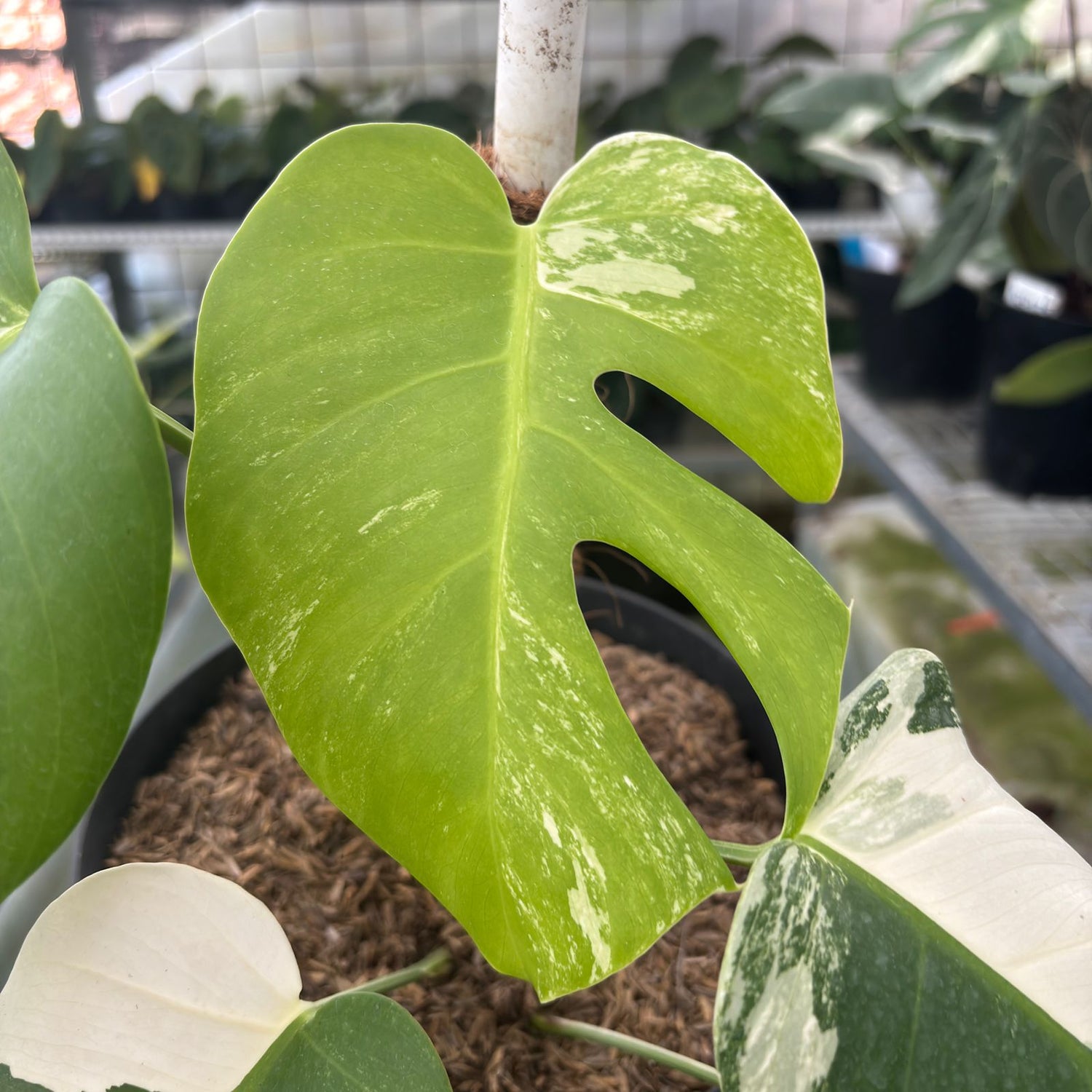 RP30-9 Monstera Albo Variegated