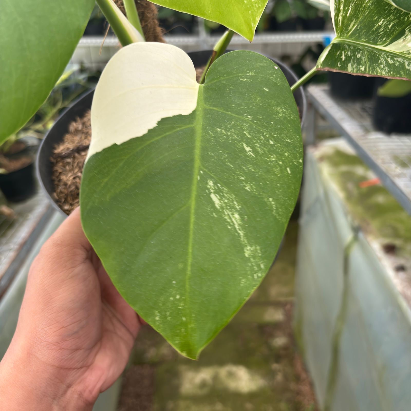 RP30-9 Monstera Albo Variegated