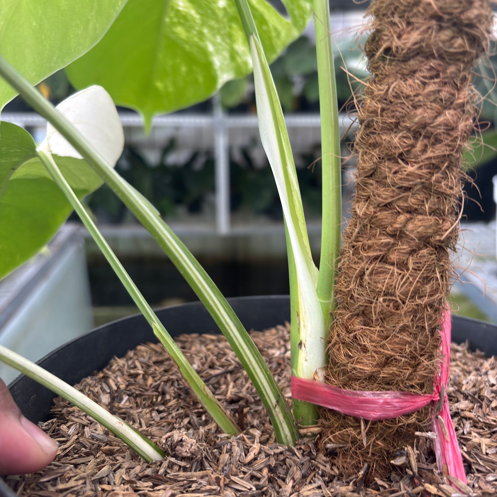 RP30-9 Monstera Albo Variegated