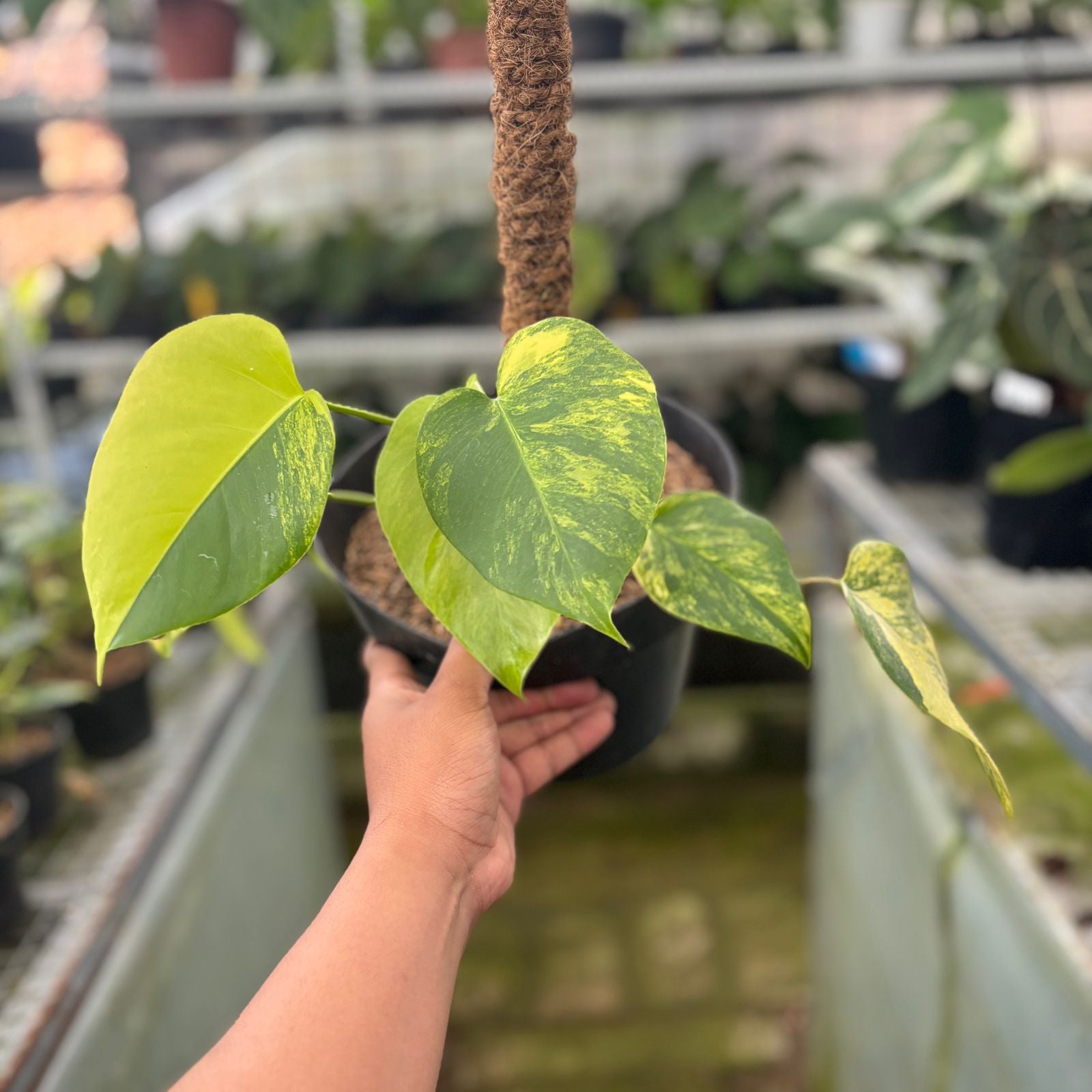 RP13-9 Monstera yellow variegated &quot;Marmorata&quot;