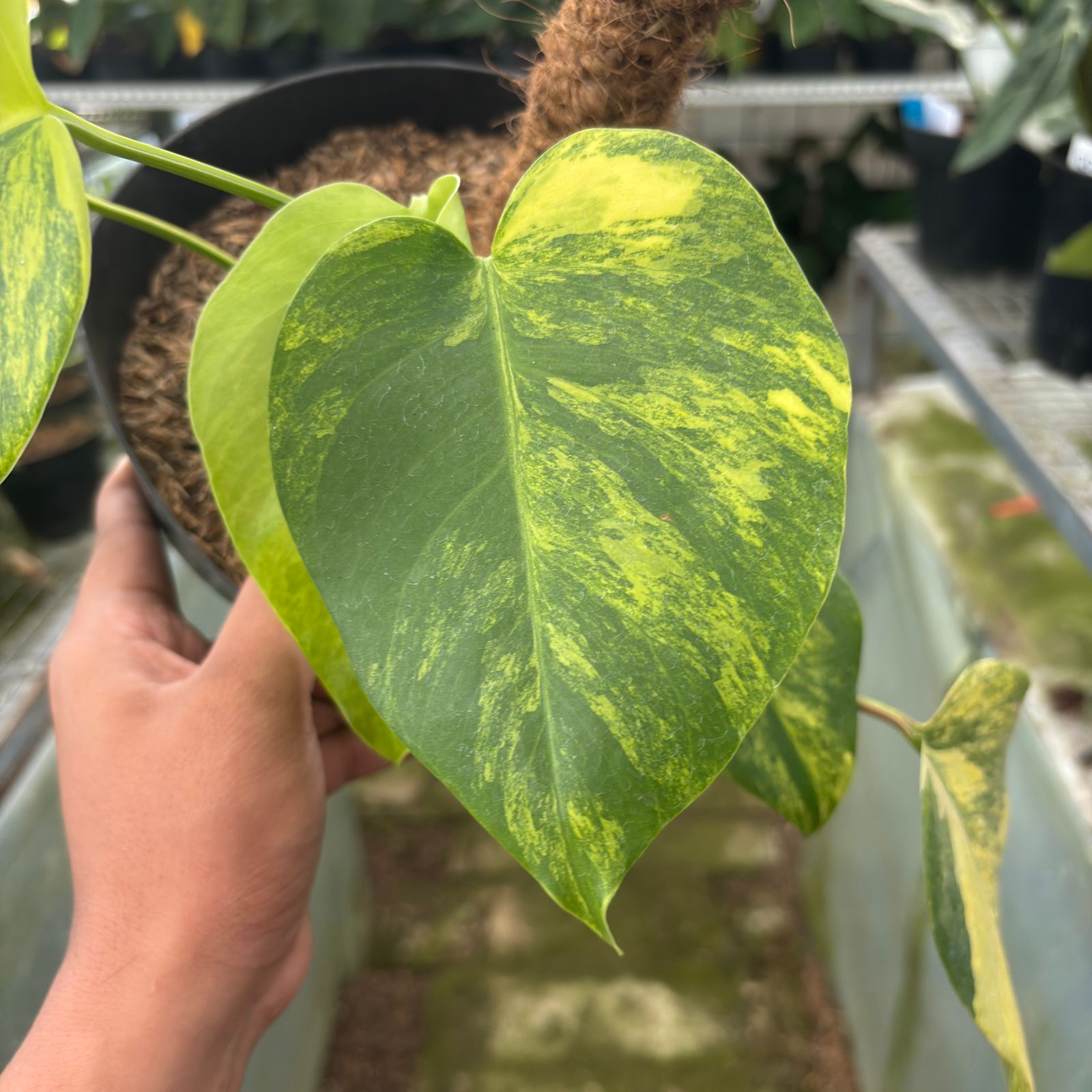 RP13-9 Monstera yellow variegated &quot;Marmorata&quot;