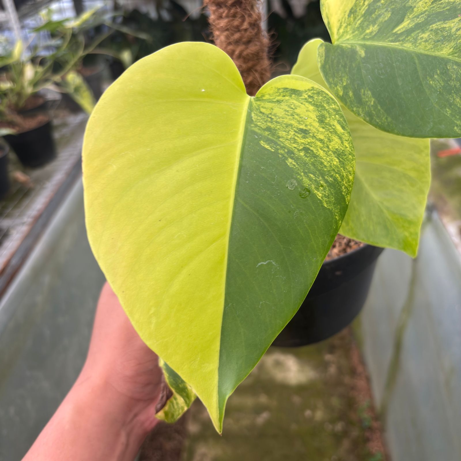 RP13-9 Monstera yellow variegated &quot;Marmorata&quot;