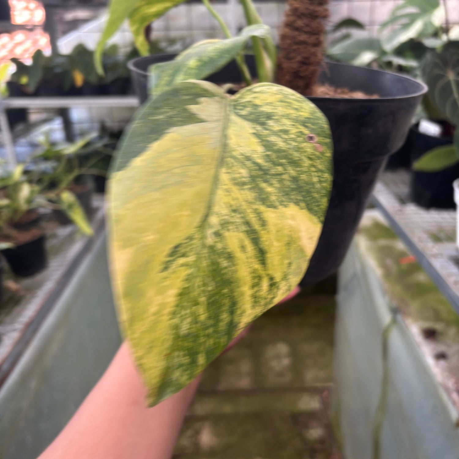 RP13-9 Monstera yellow variegated &quot;Marmorata&quot;