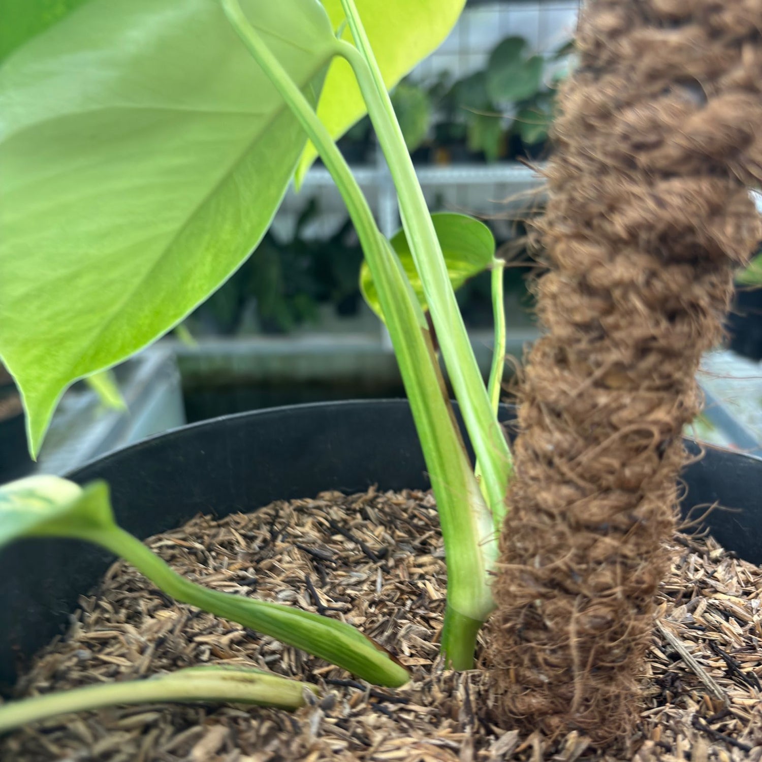 RP13-9 Monstera yellow variegated &quot;Marmorata&quot;
