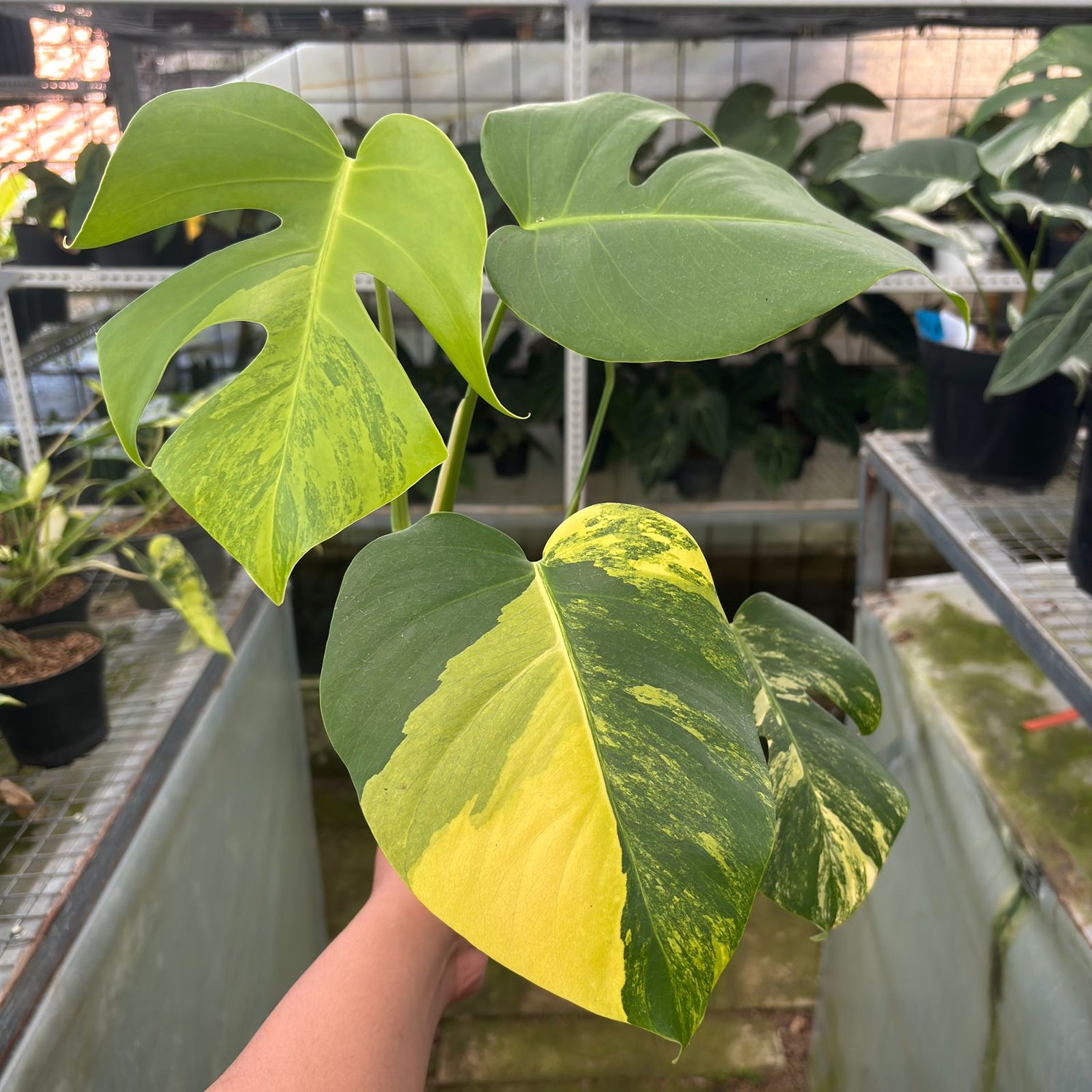 RP10-9 Monstera yellow variegated &quot;Marmorata&quot;