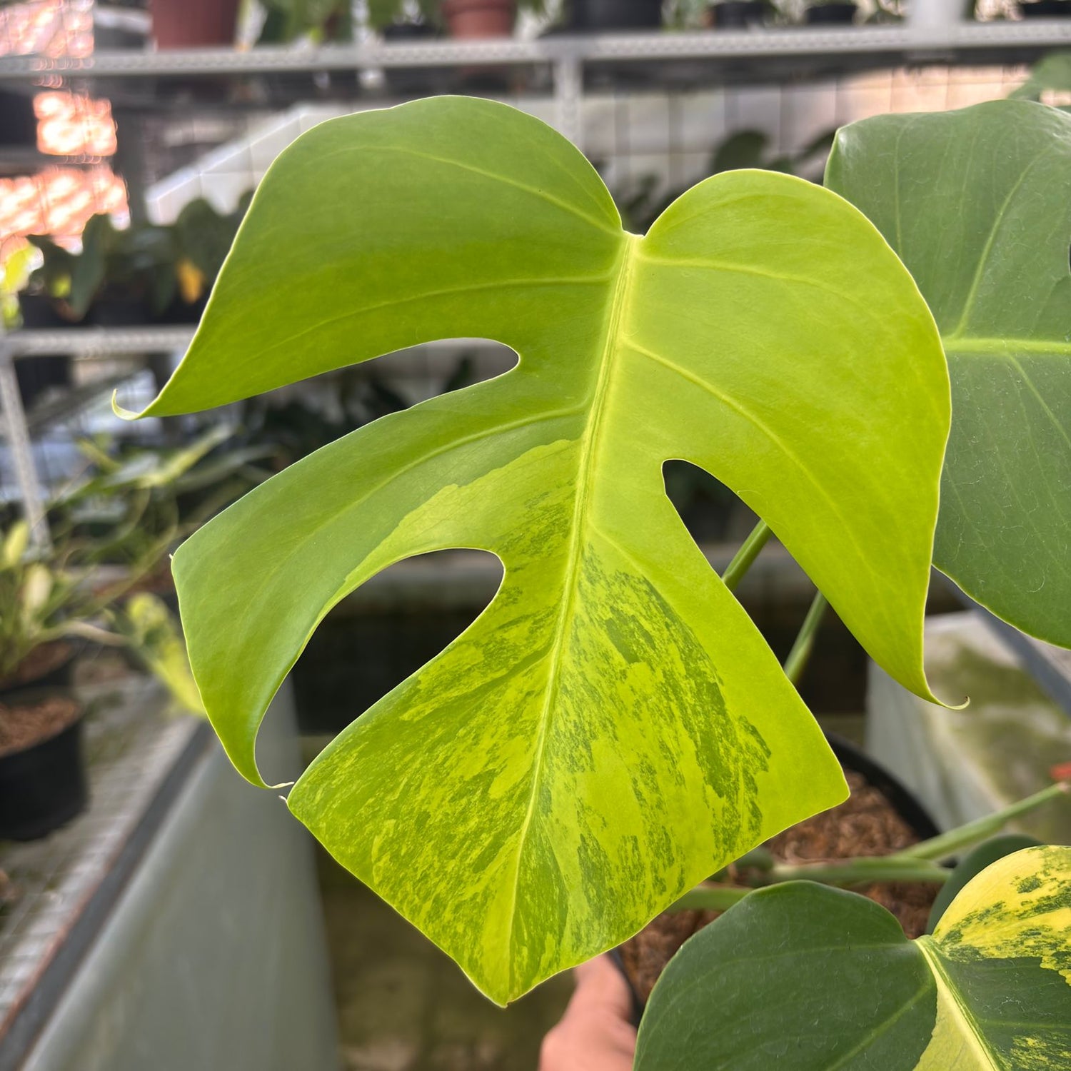 RP10-9 Monstera yellow variegated &quot;Marmorata&quot;