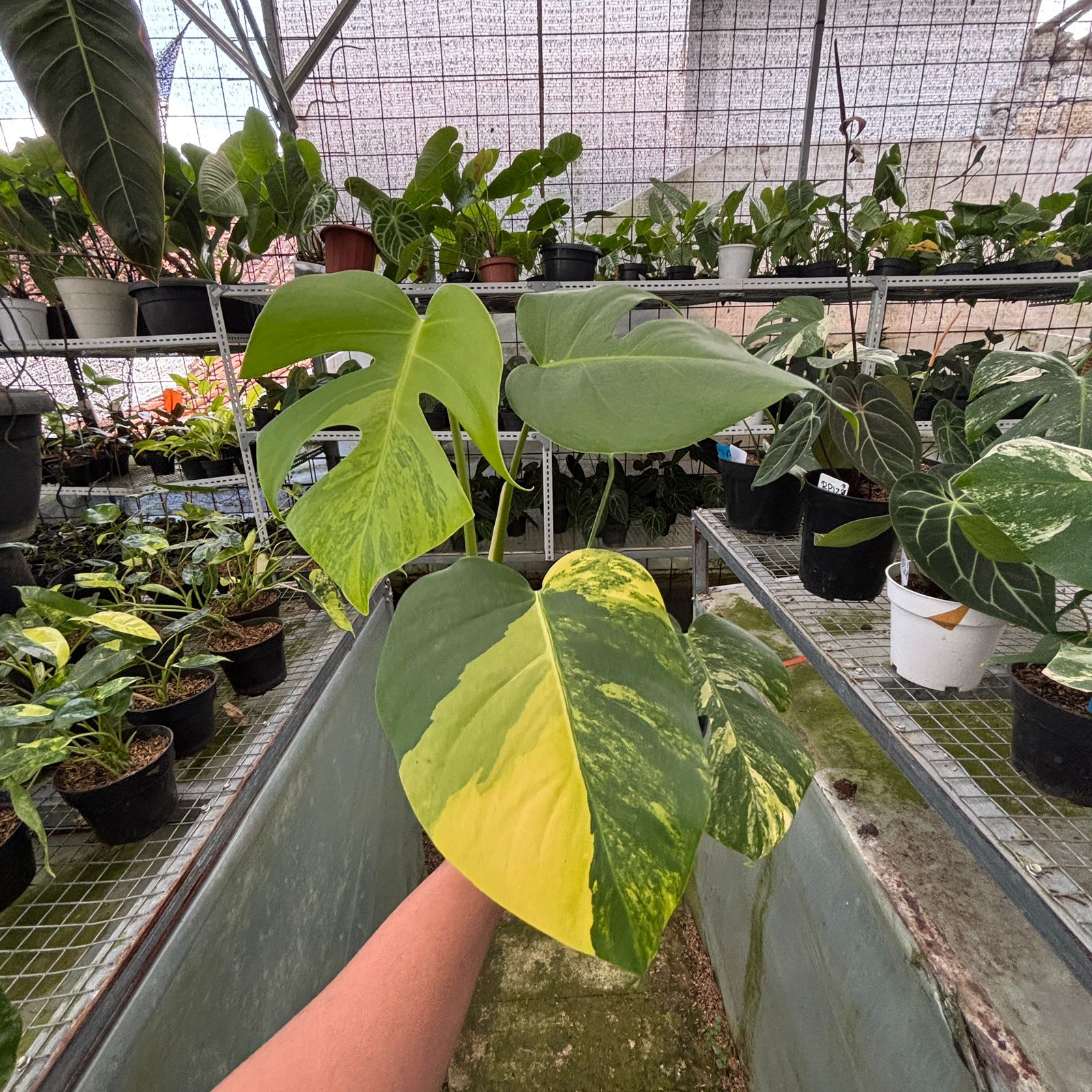 RP10-9 Monstera yellow variegated &quot;Marmorata&quot;