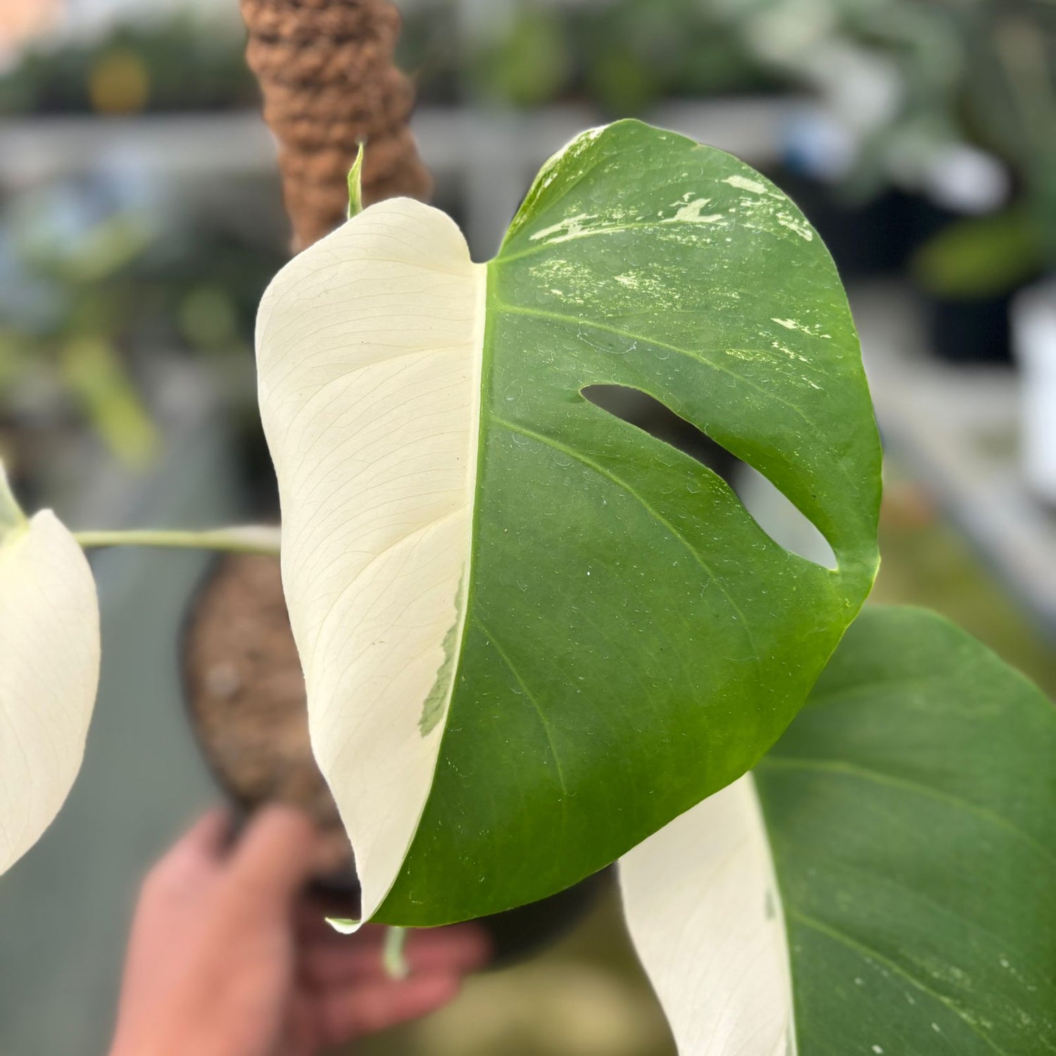 RP16-9 Monstera Albo Halfmoon Variegated