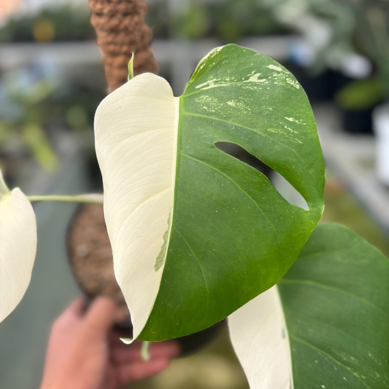 RP16-9 Monstera Albo Halfmoon Variegated