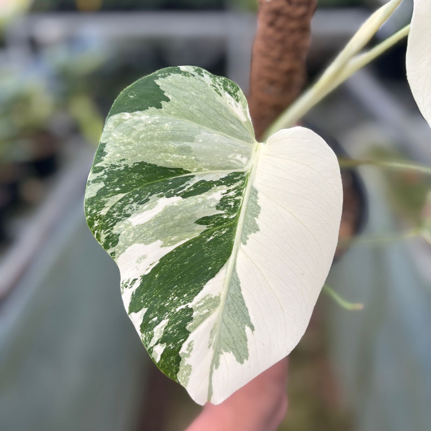 RP16-9 Monstera Albo Halfmoon Variegated