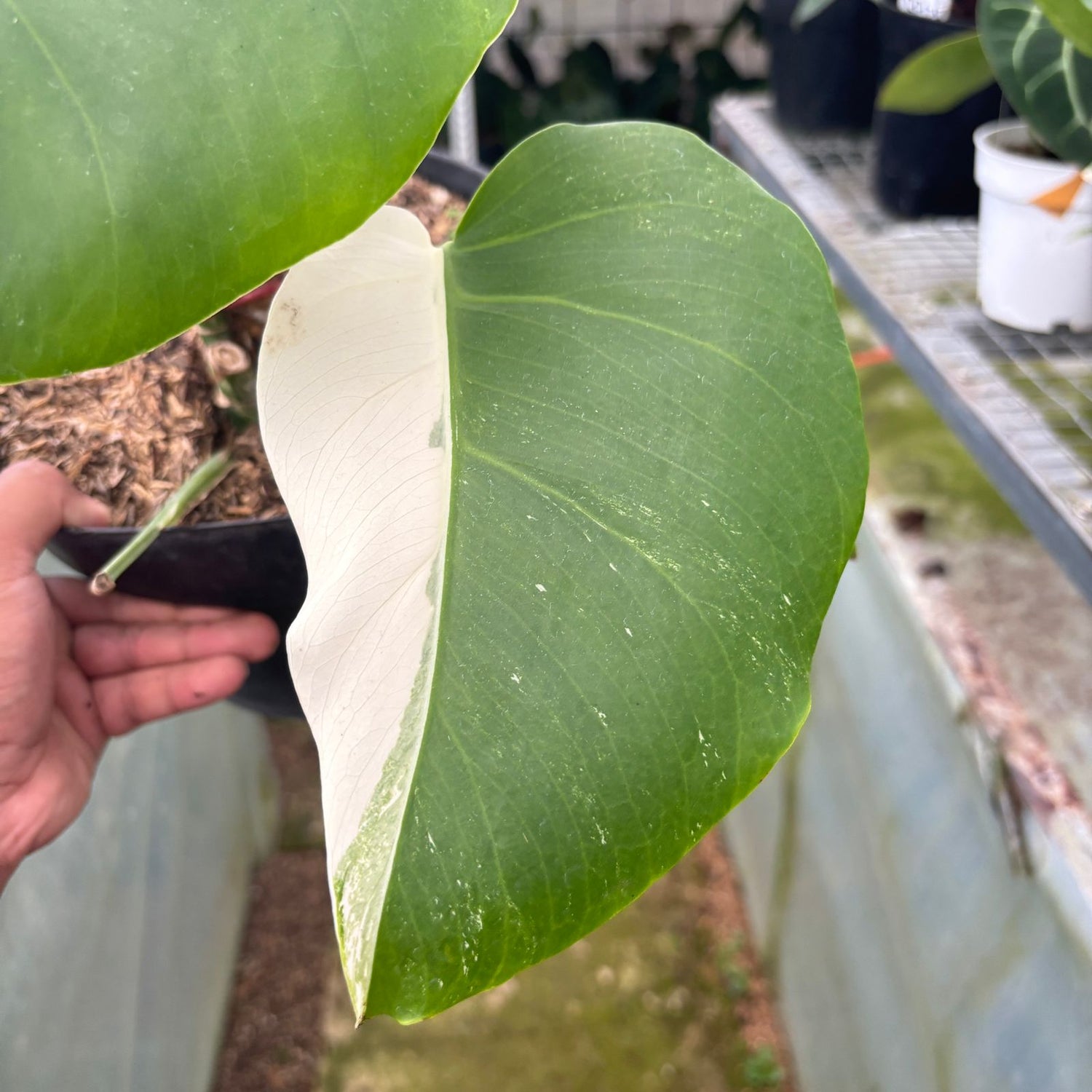 RP16-9 Monstera Albo Halfmoon Variegated