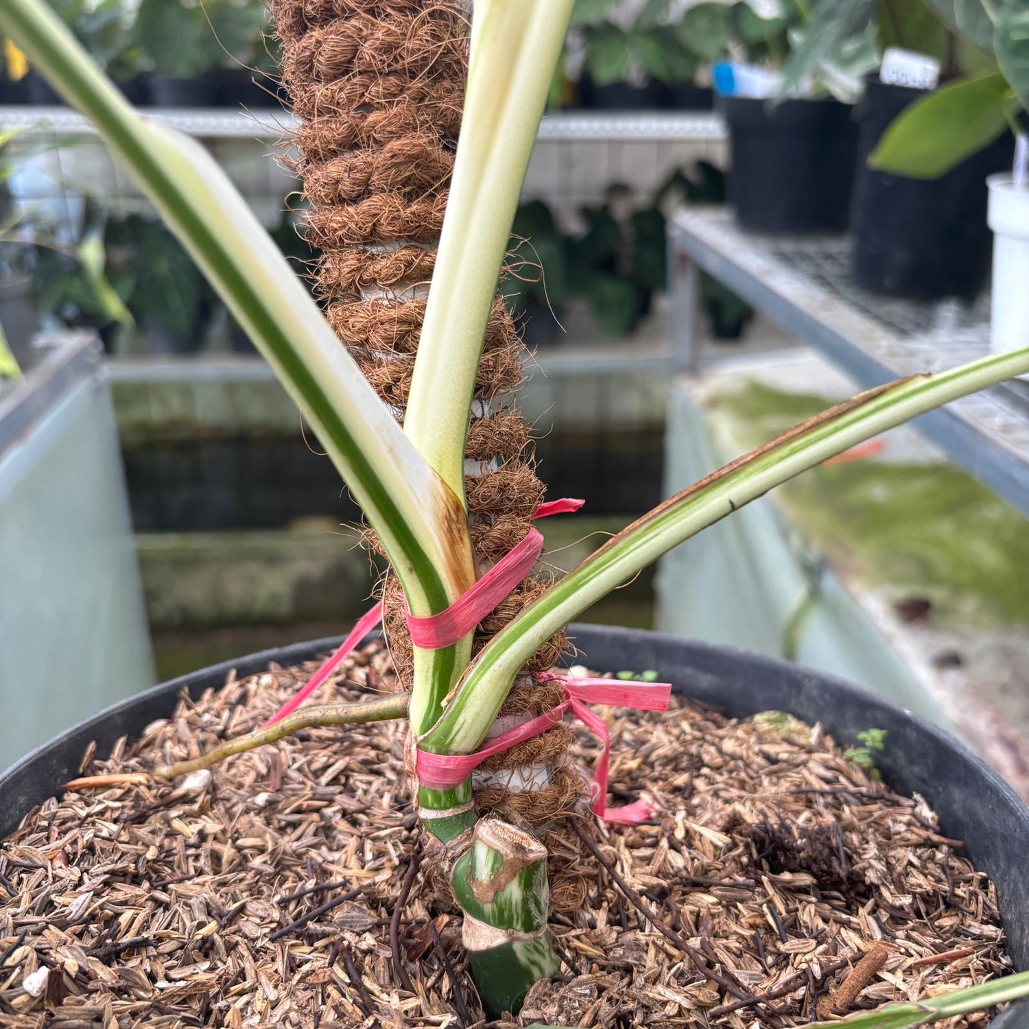 RP16-9 Monstera Albo Halfmoon Variegated