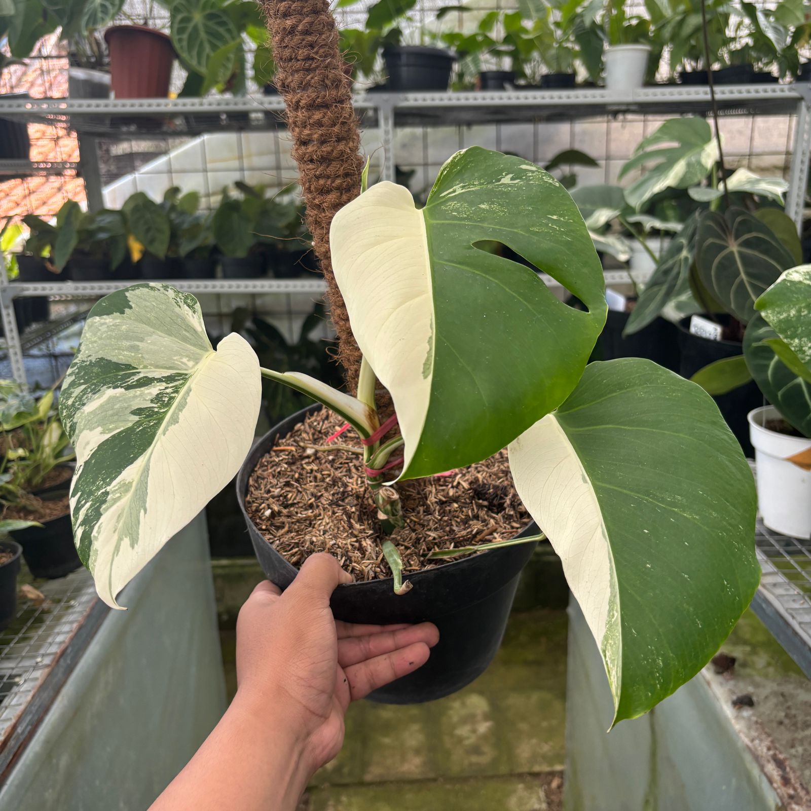 RP16-9 Monstera Albo Halfmoon Variegated