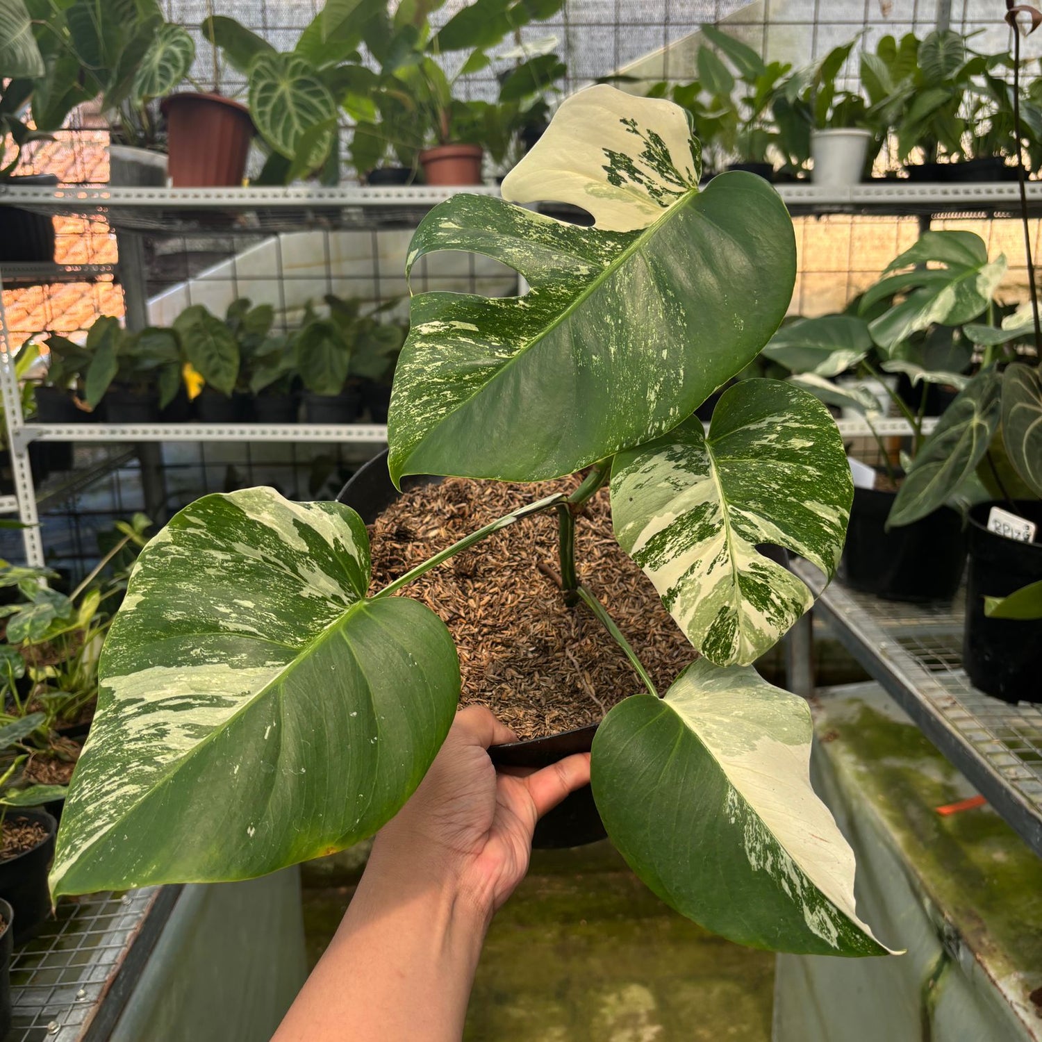 RP18-9 Monstera Albo Variegated