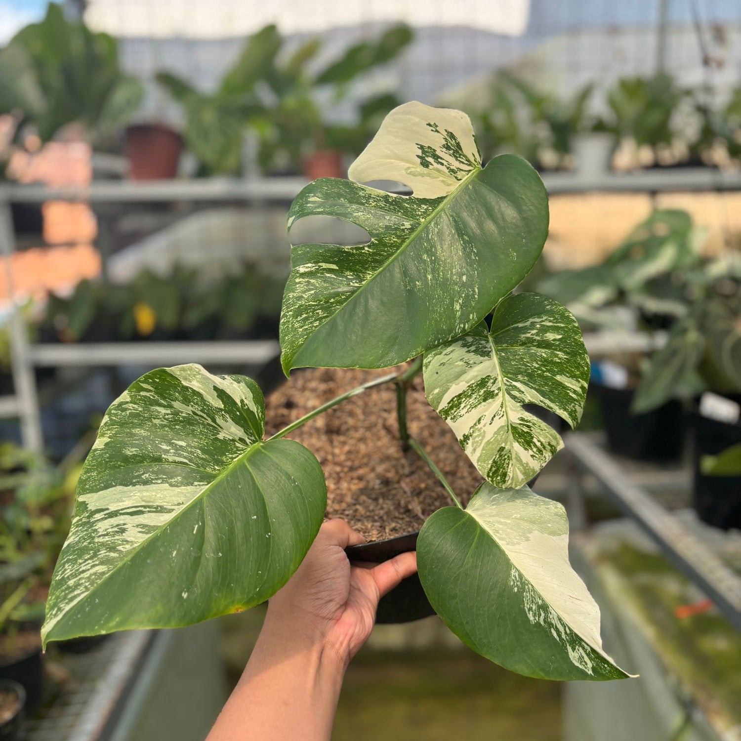RP18-9 Monstera Albo Variegated