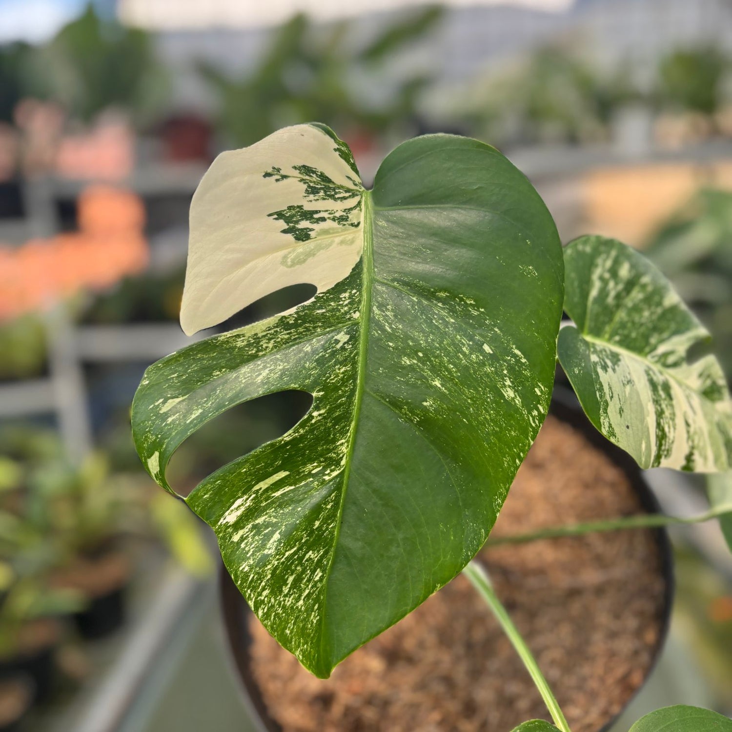 RP18-9 Monstera Albo Variegated