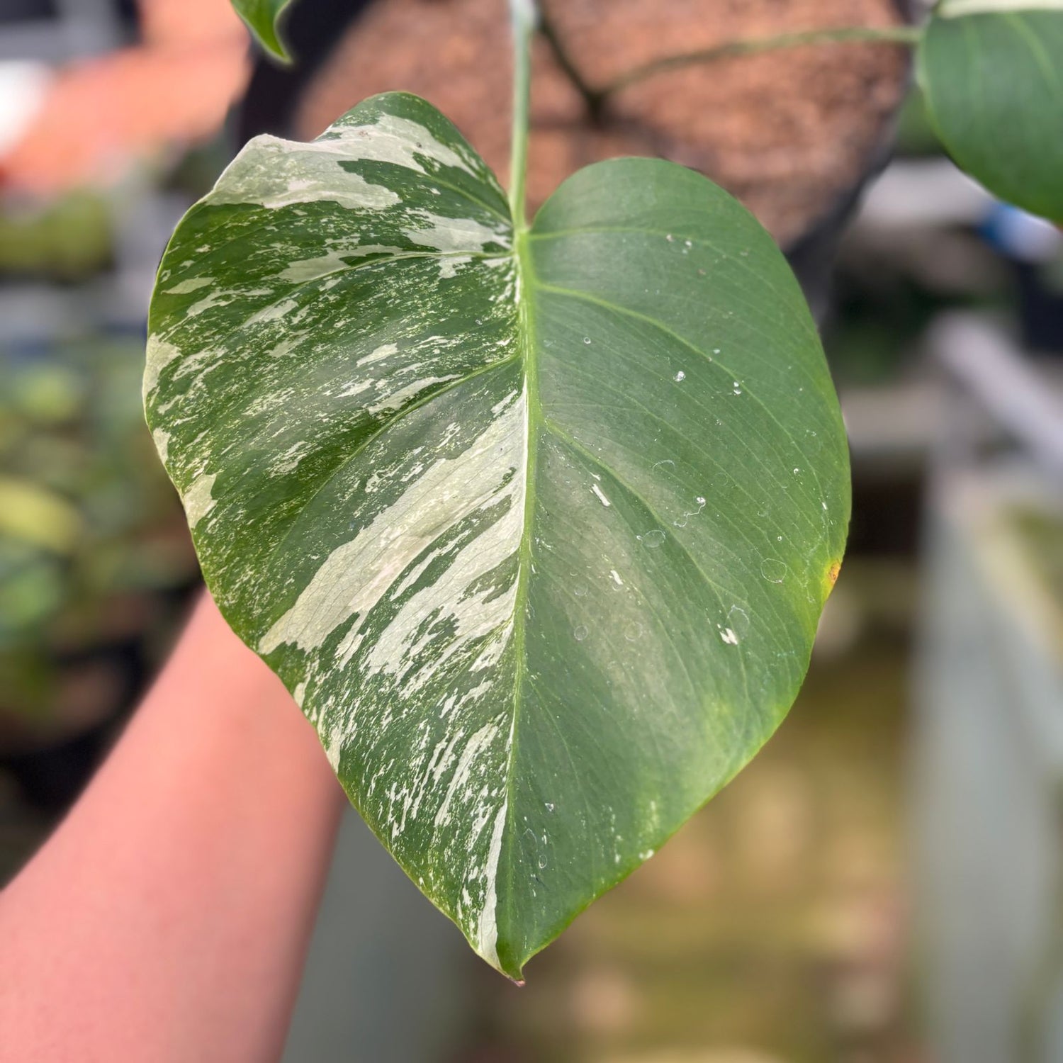 RP18-9 Monstera Albo Variegated