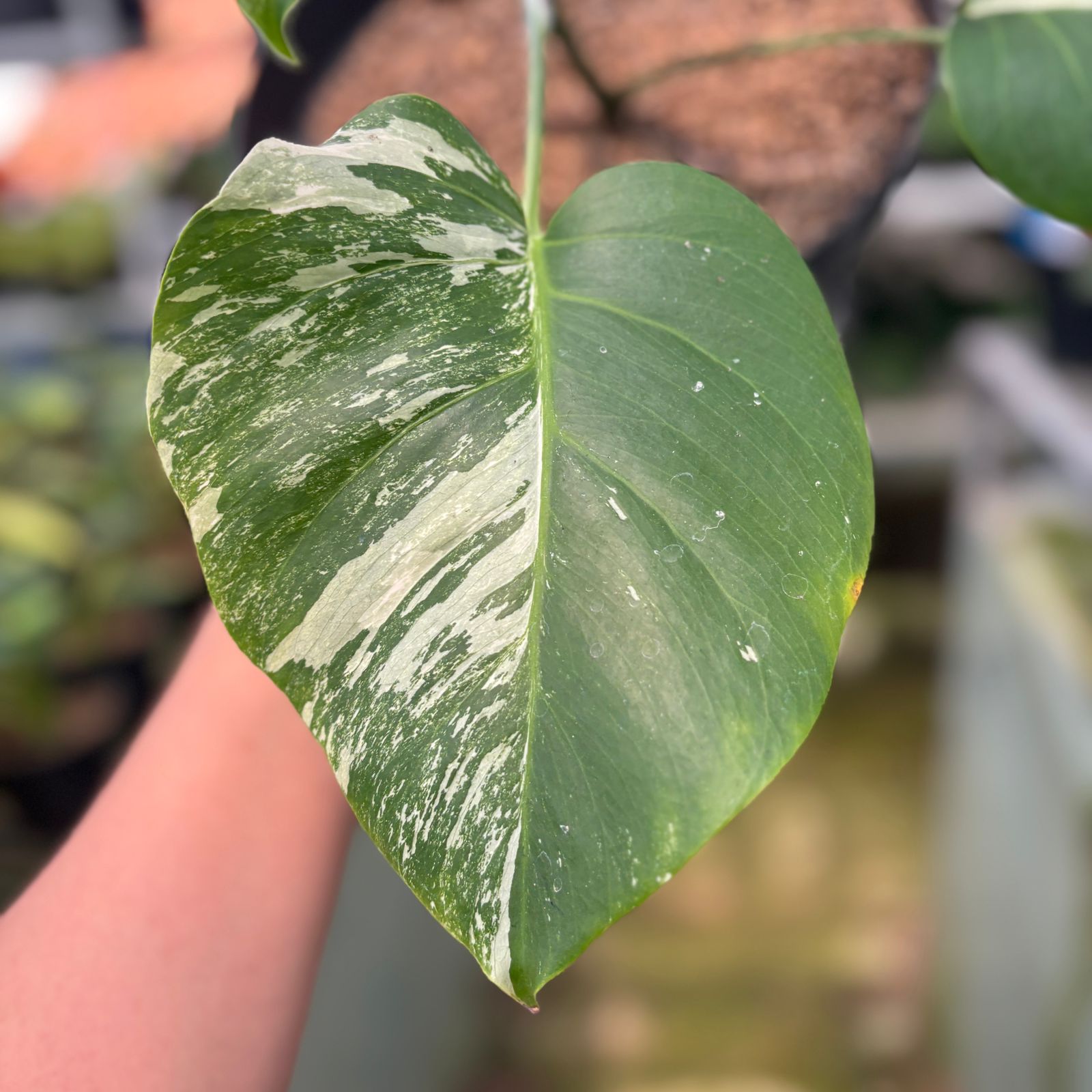 RP18-9 Monstera Albo Variegated