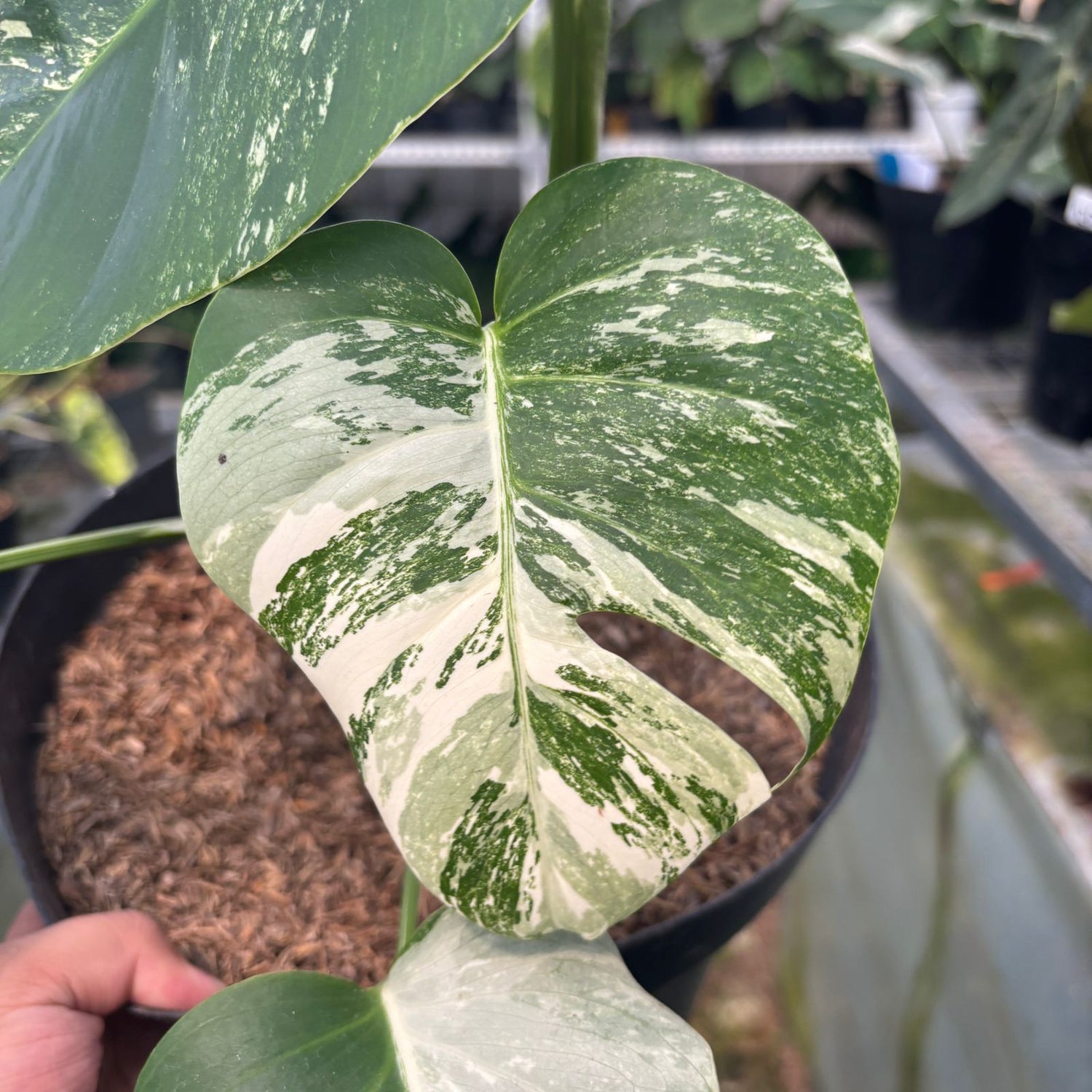 RP18-9 Monstera Albo Variegated