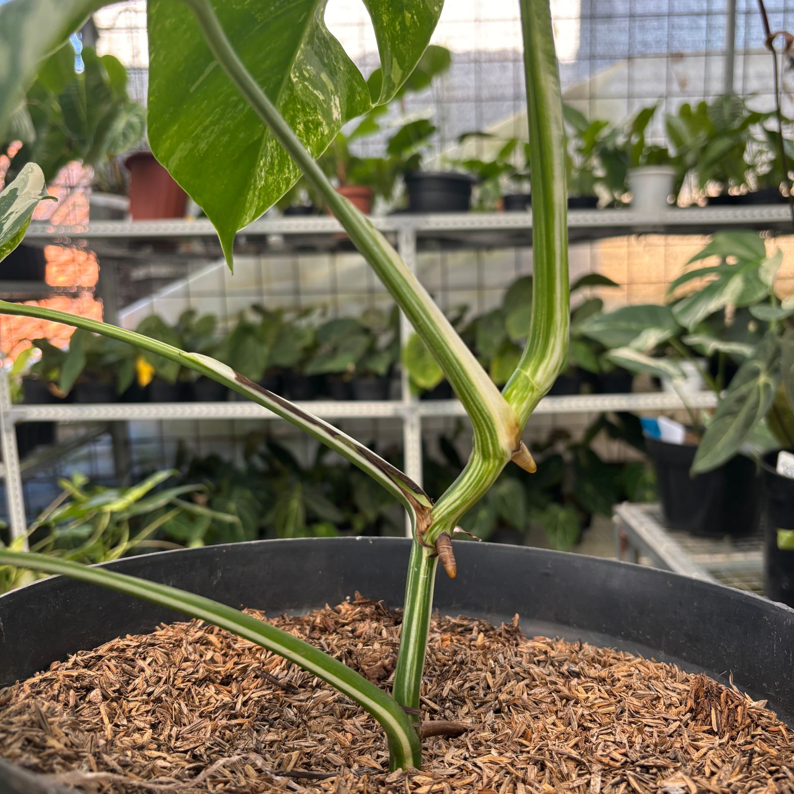 RP18-9 Monstera Albo Variegated