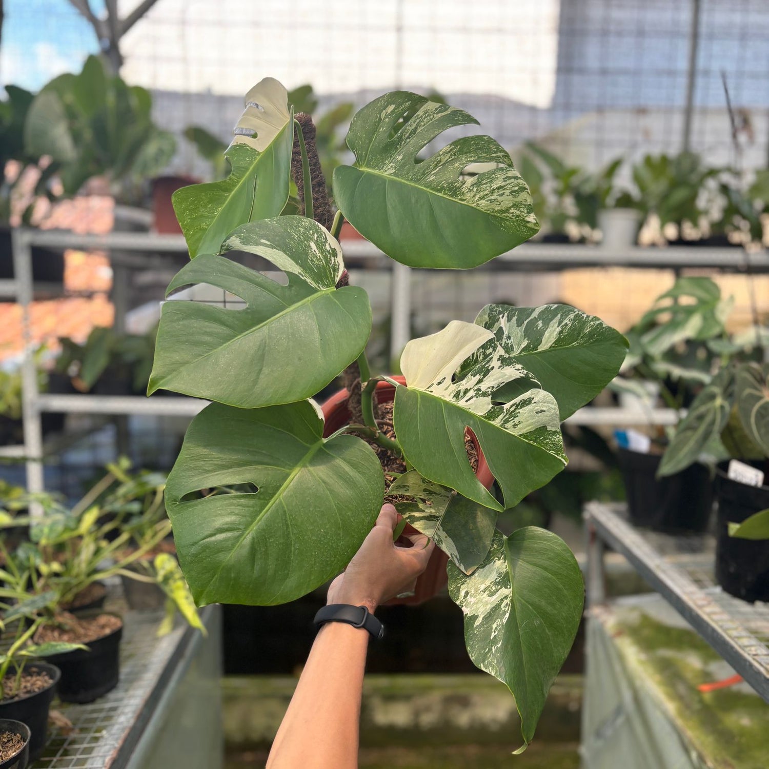 RP14-9 Monstera Albo Variegated