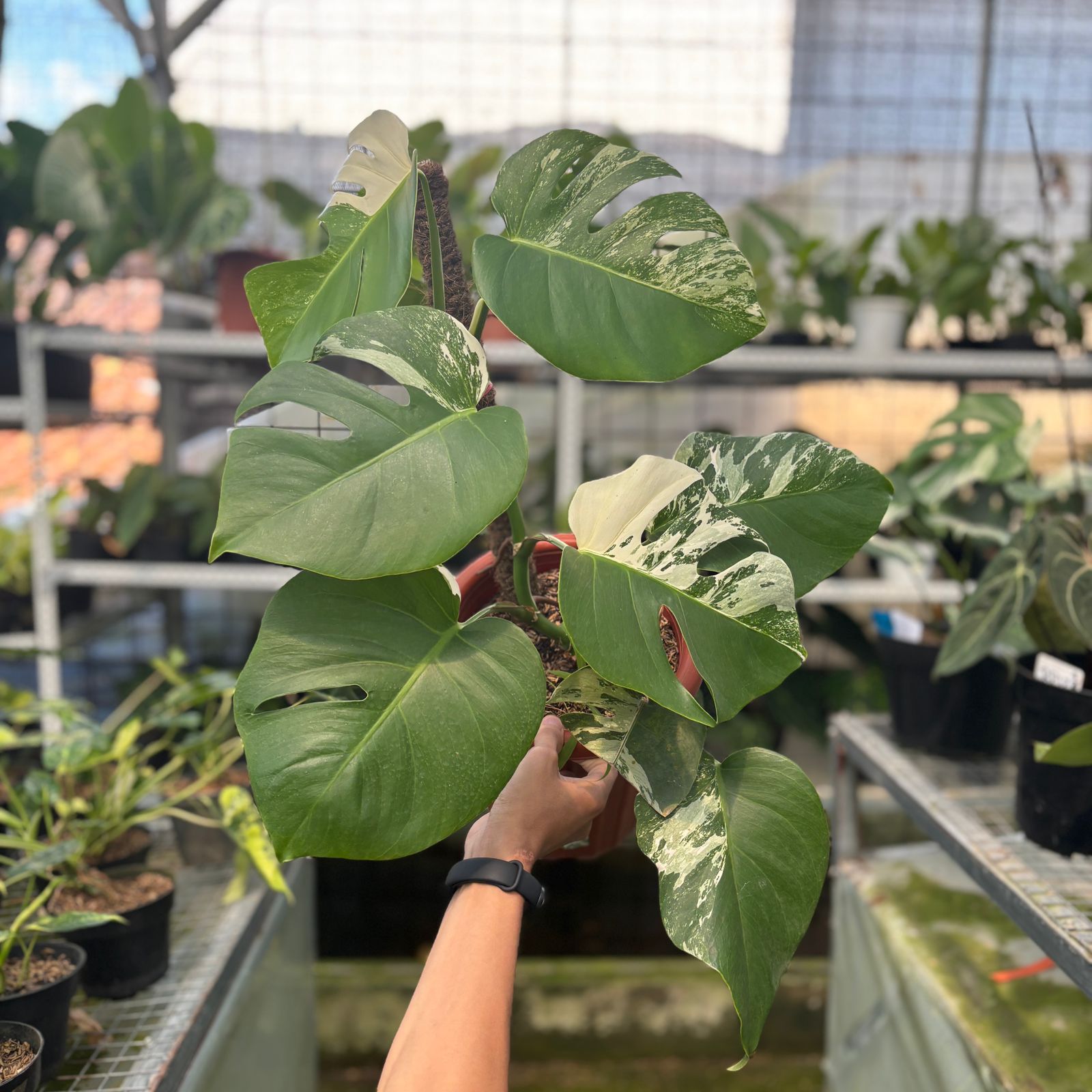 RP14-9 Monstera Albo Variegated