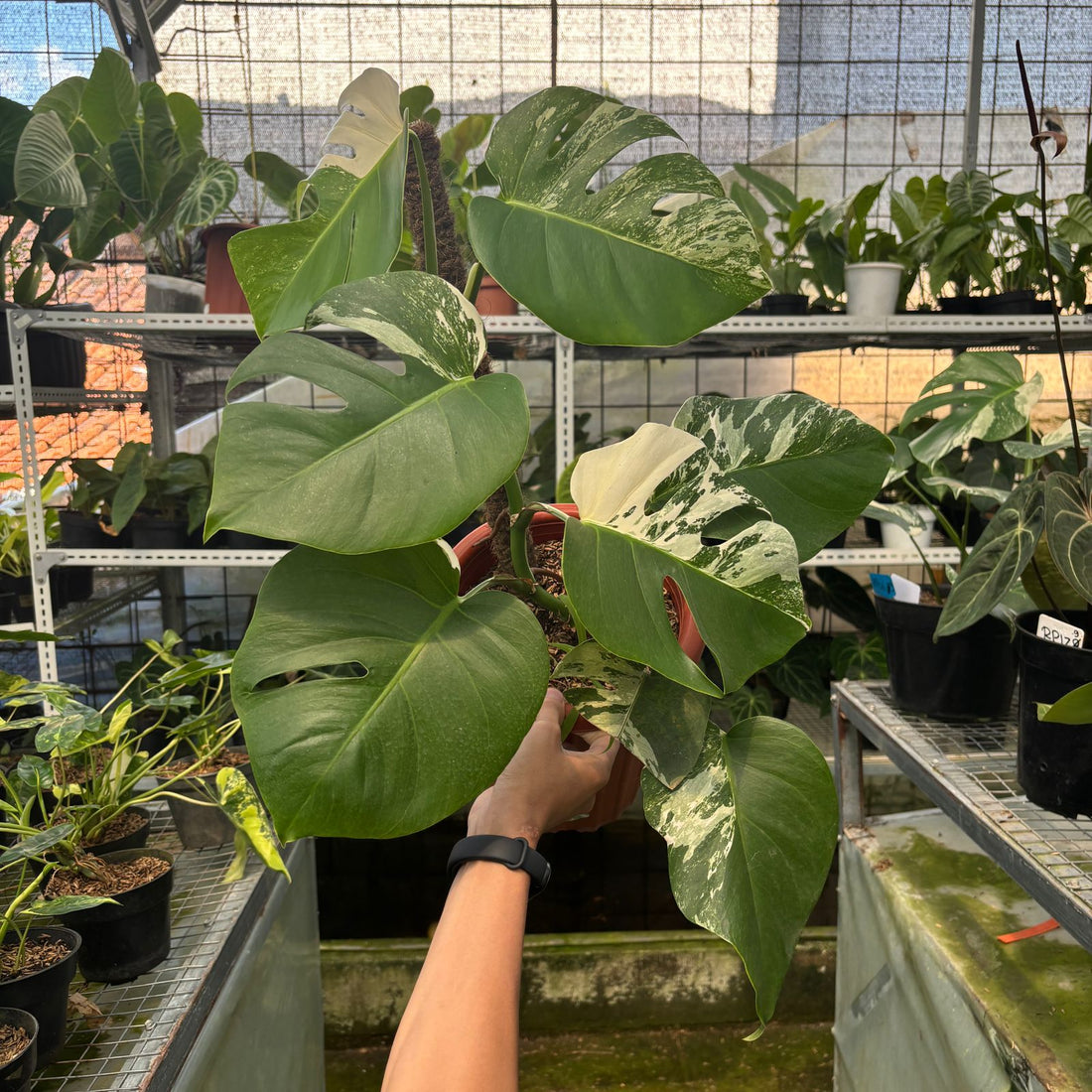 RP14-9 Monstera Albo Variegated