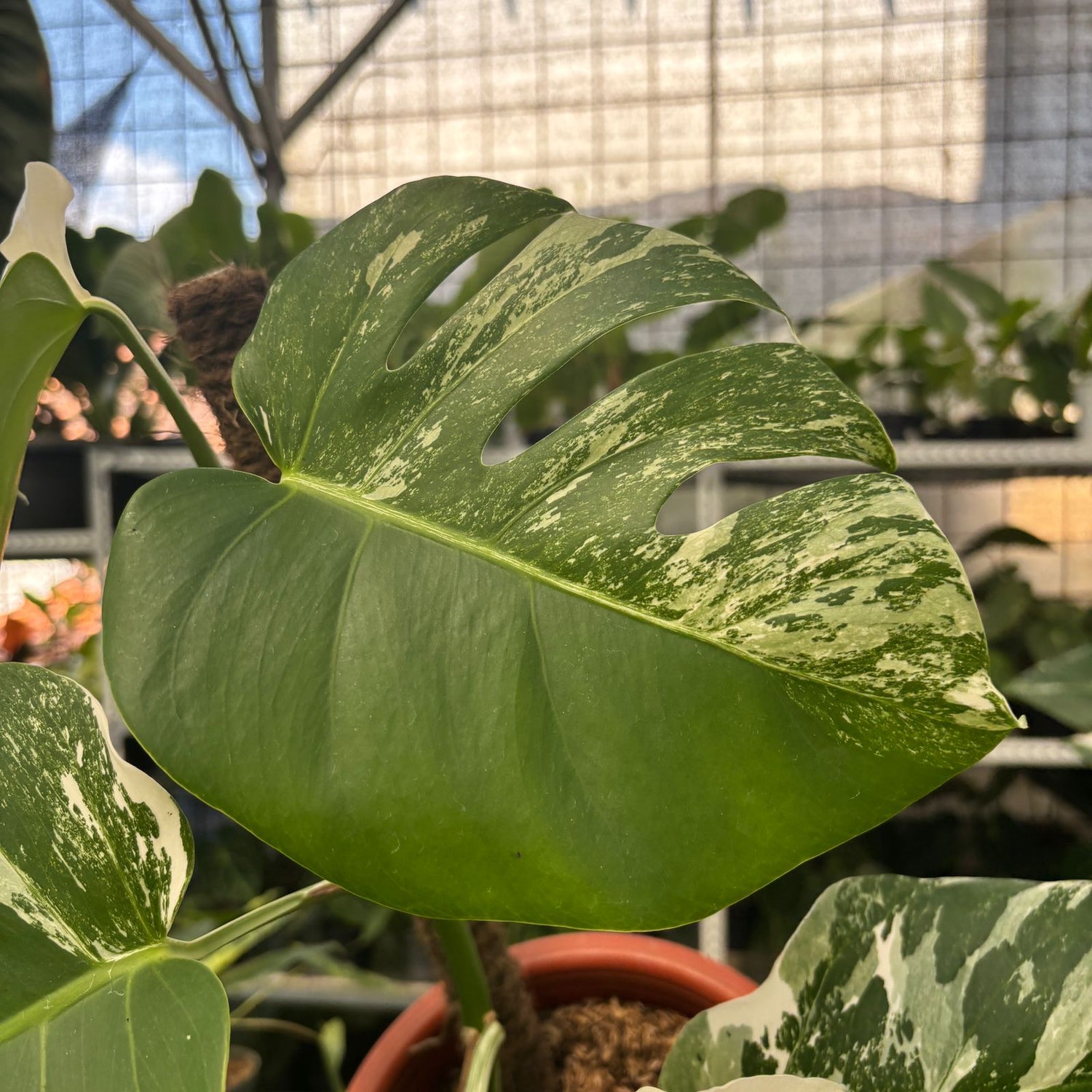 RP14-9 Monstera Albo Variegated