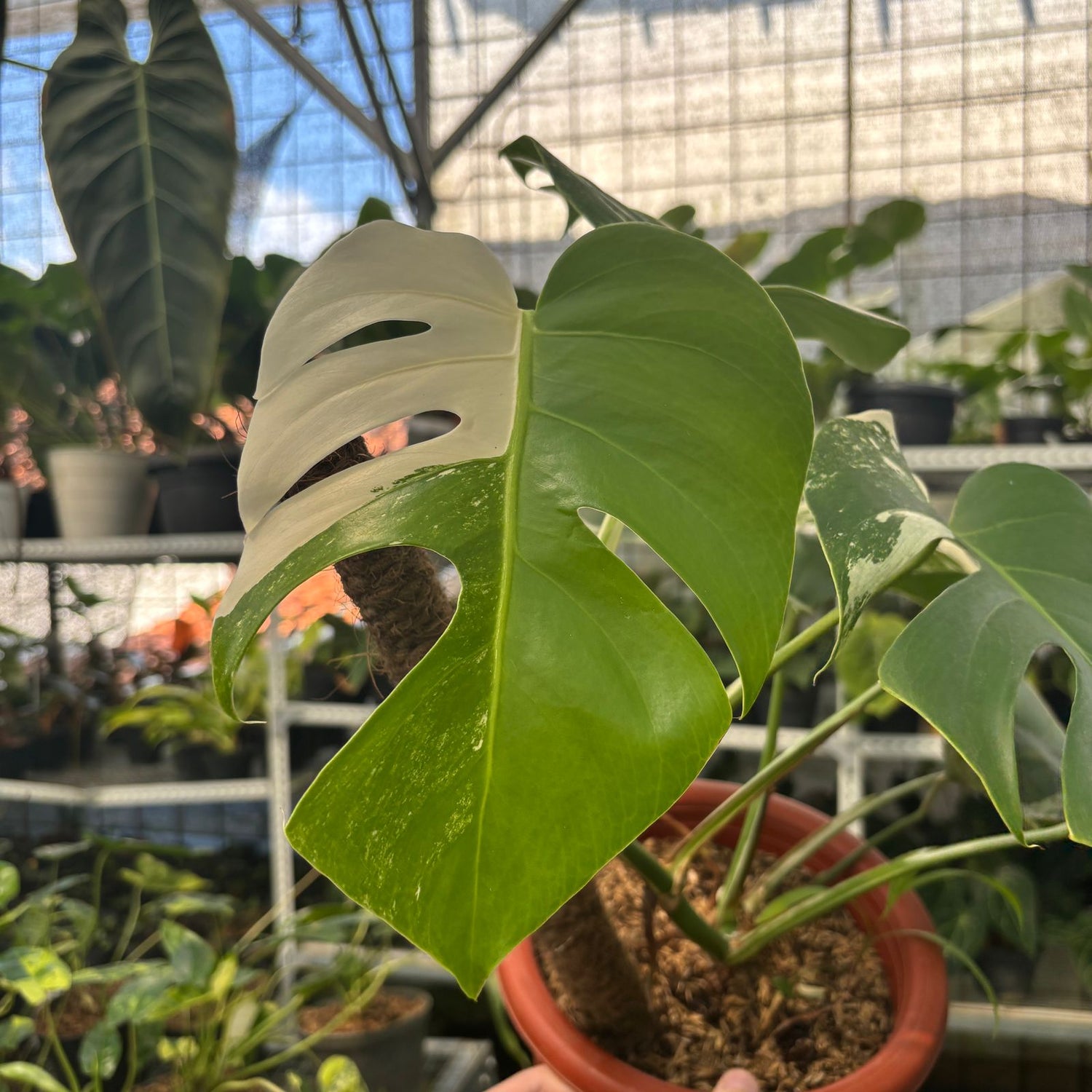 RP14-9 Monstera Albo Variegated
