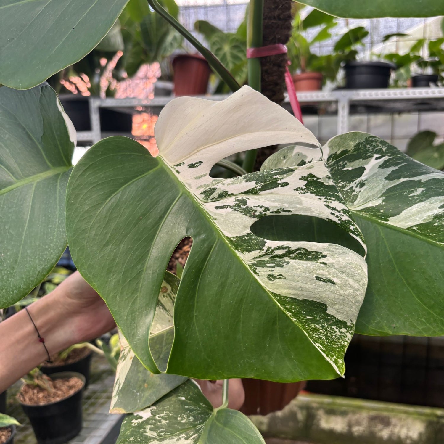 RP14-9 Monstera Albo Variegated