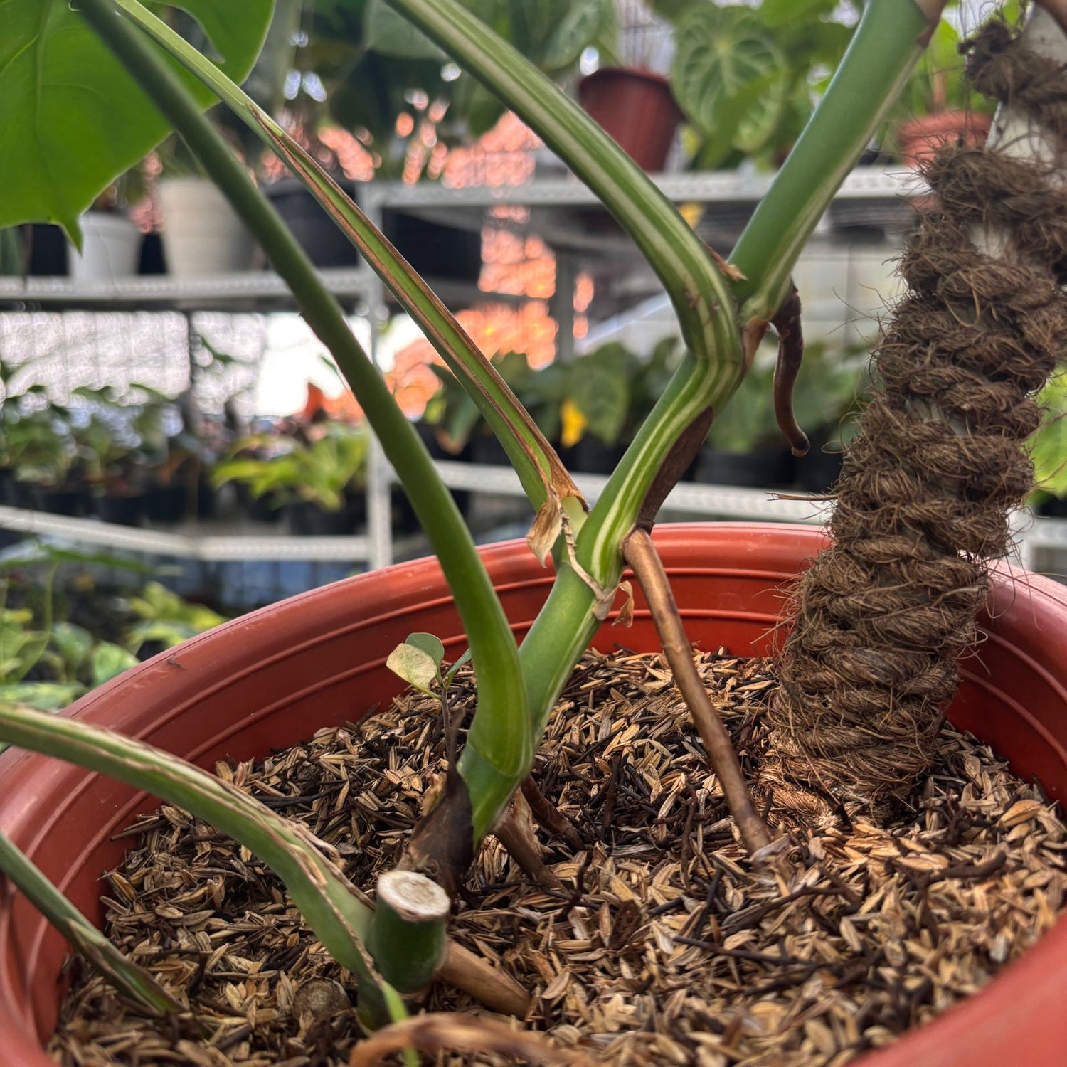 RP14-9 Monstera Albo Variegated