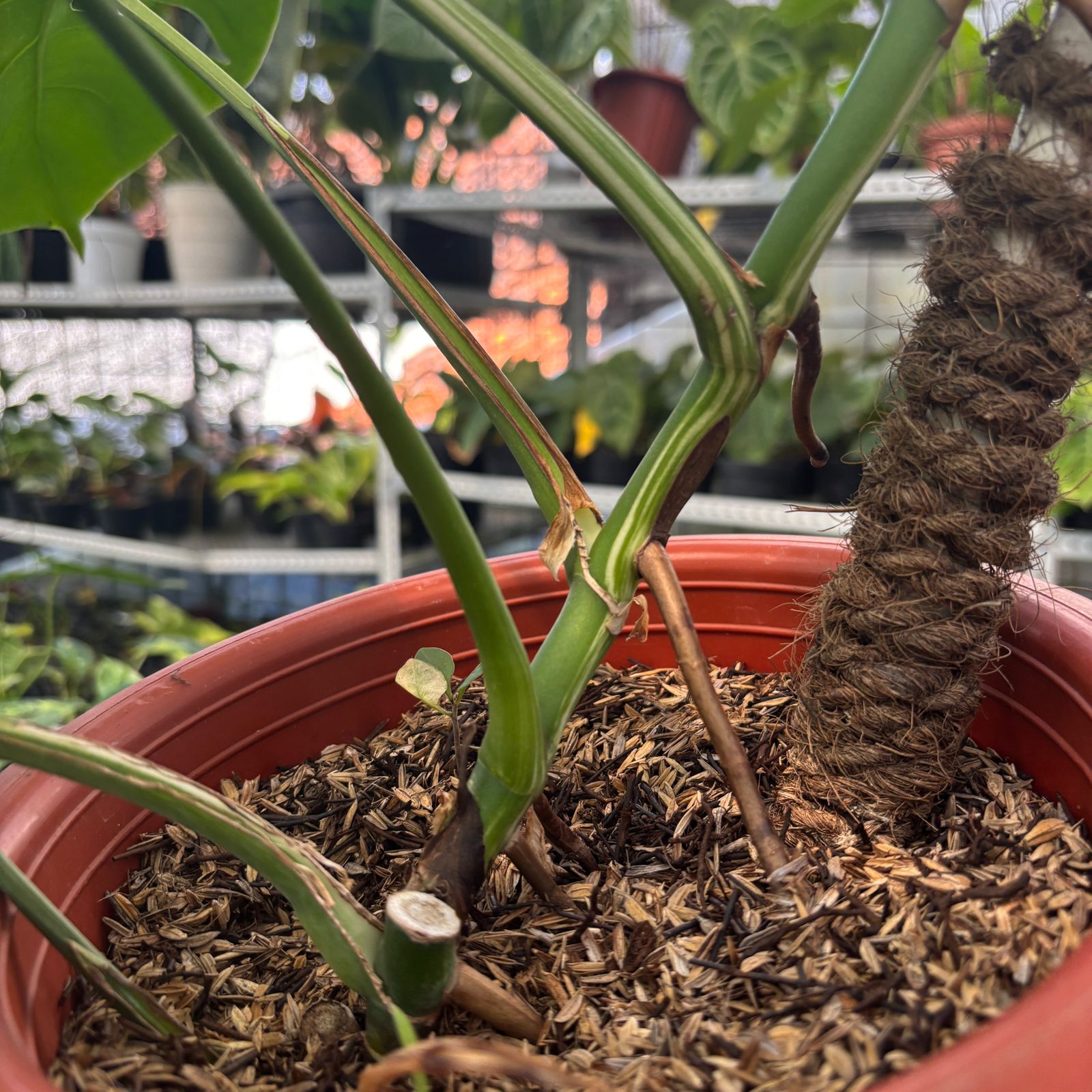 RP14-9 Monstera Albo Variegated
