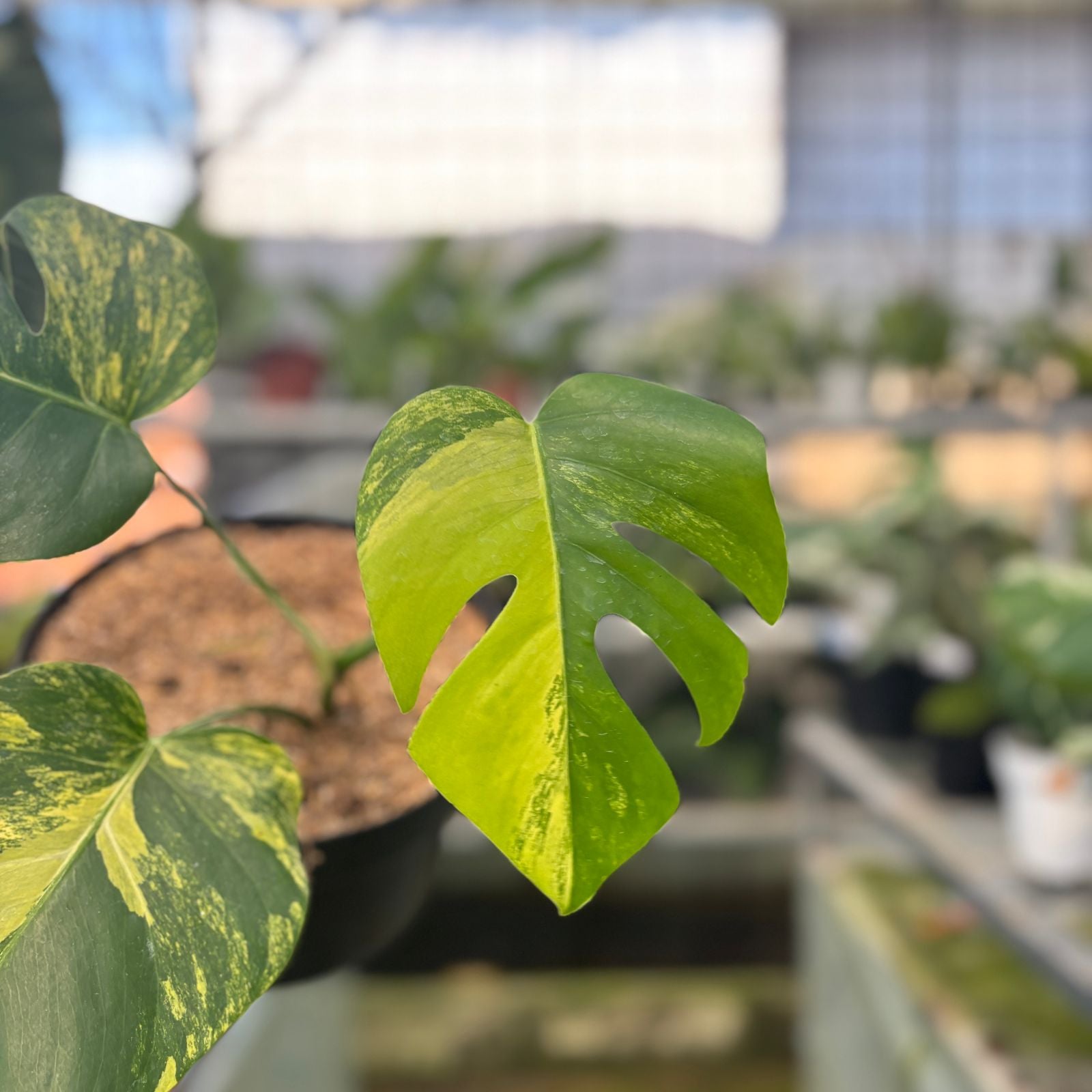 RP19-9 Monstera yellow variegated &quot;Marmorata&quot;
