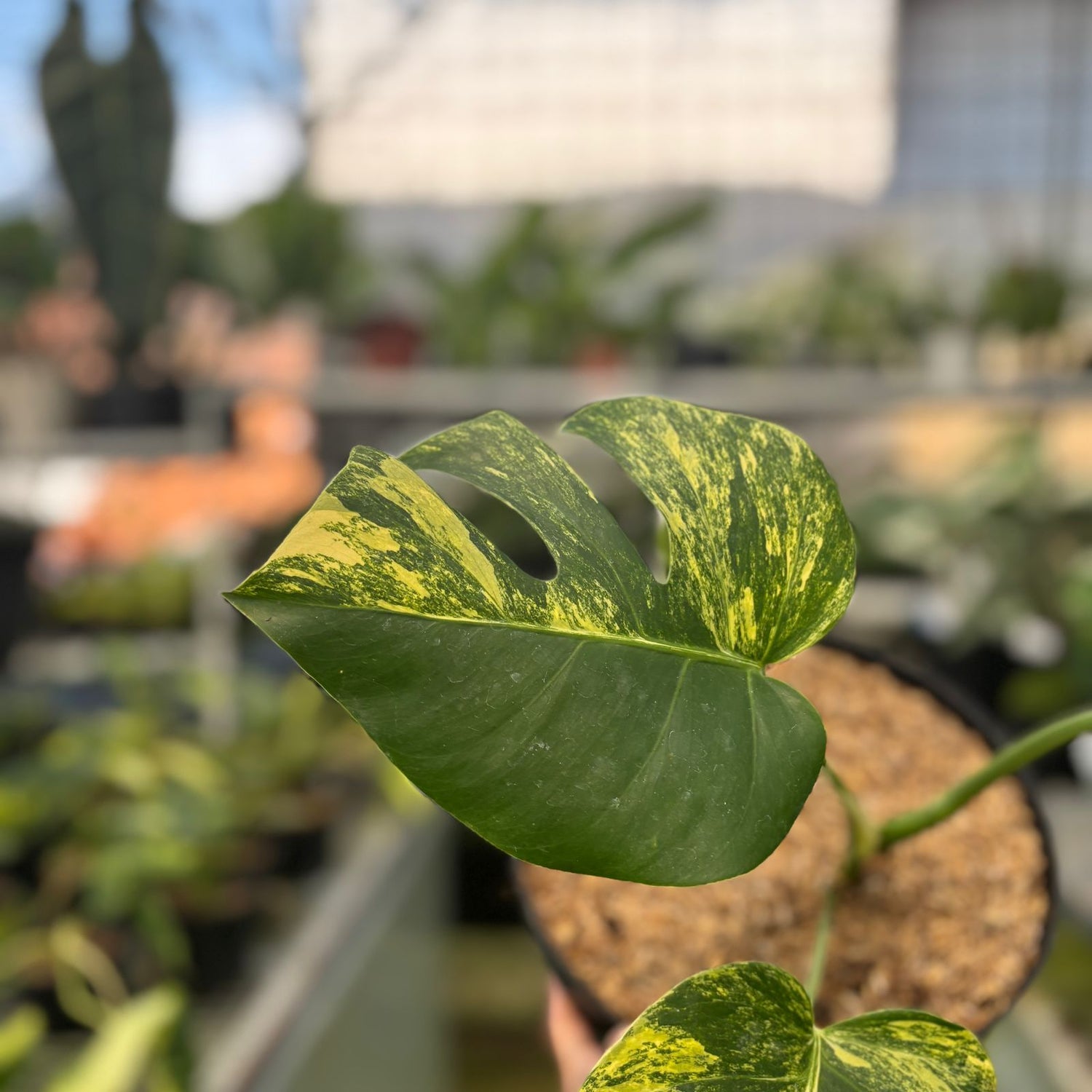 Monstera yellow variegated "Marmorata"