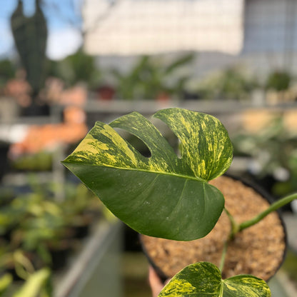 Monstera yellow variegated "Marmorata"