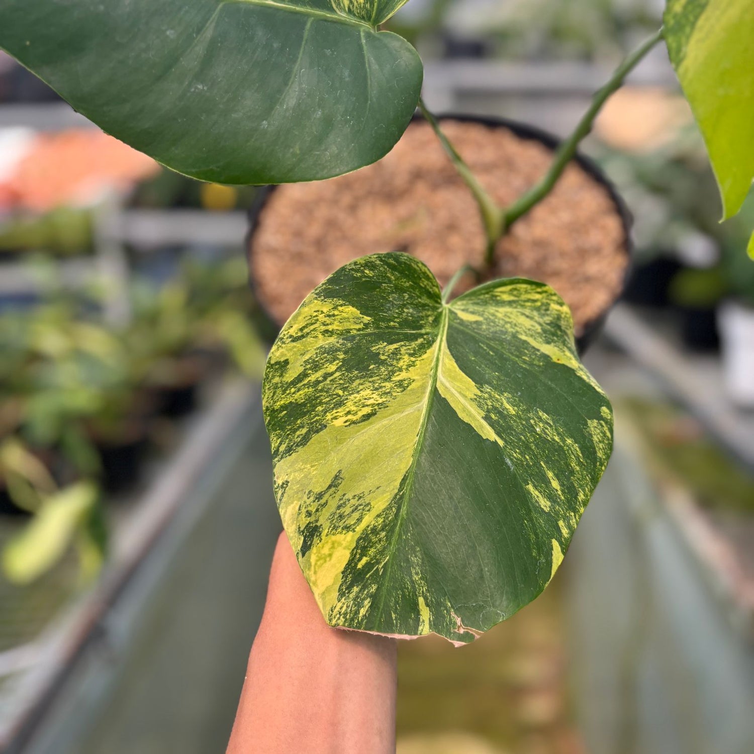 Monstera yellow variegated "Marmorata"