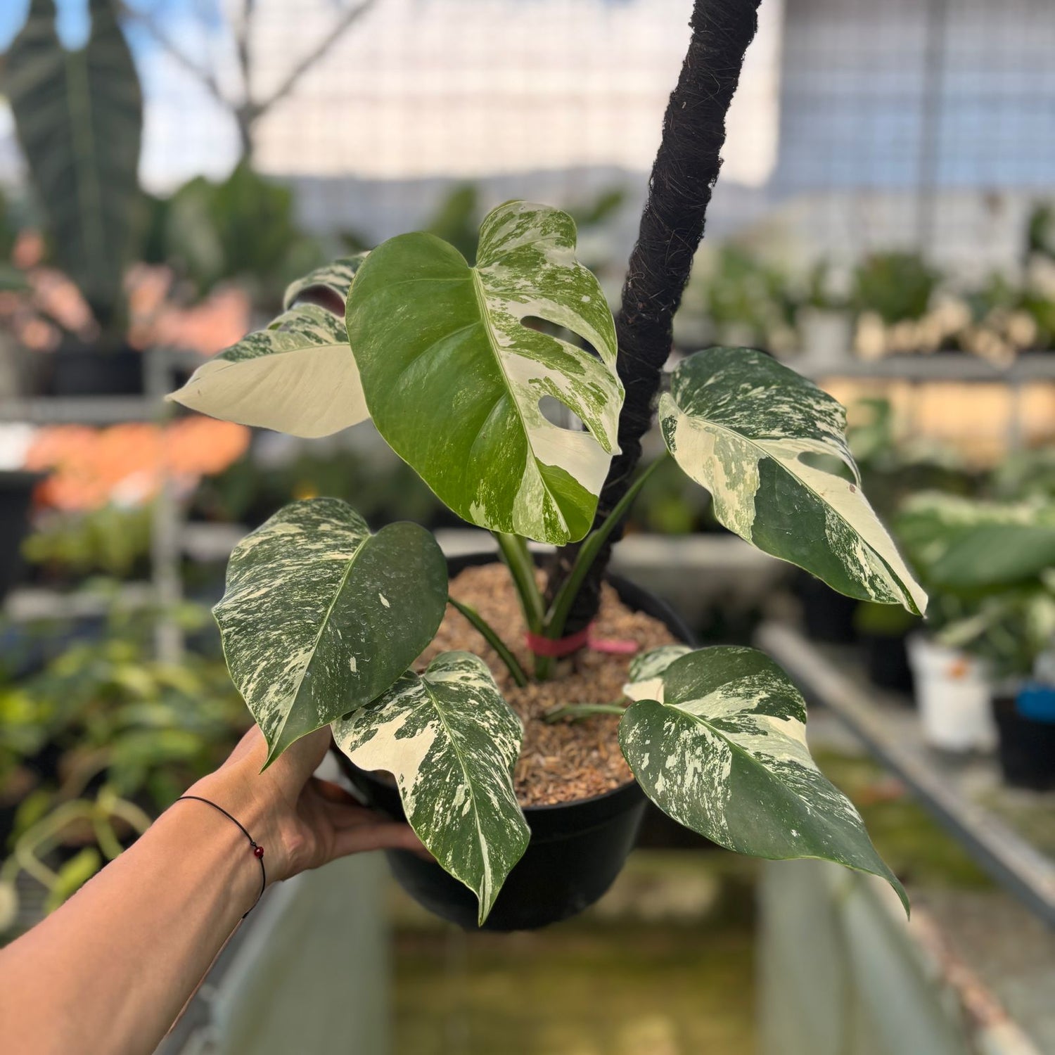 RP22-9 Monstera Albo Variegated
