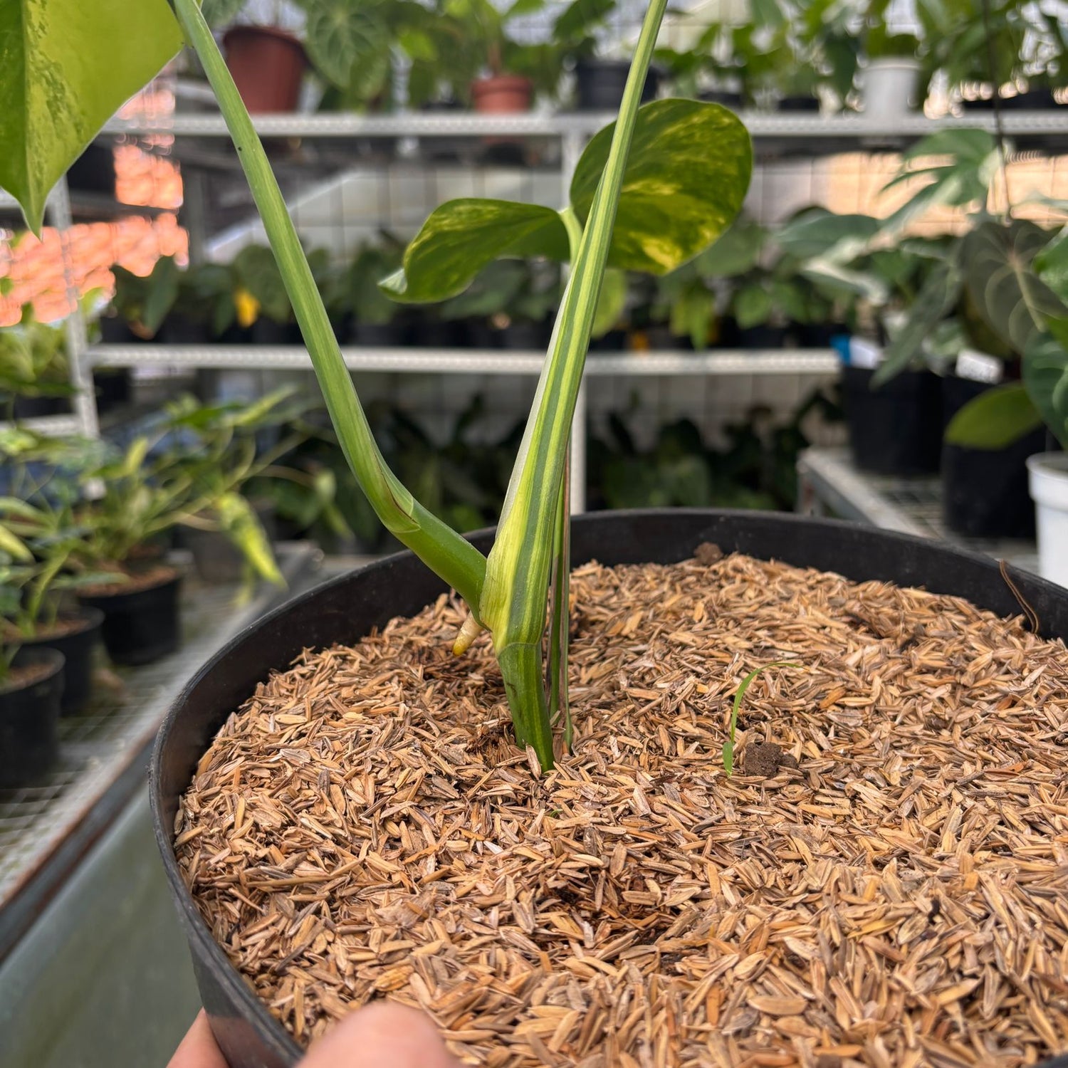 Monstera yellow variegated "Marmorata"