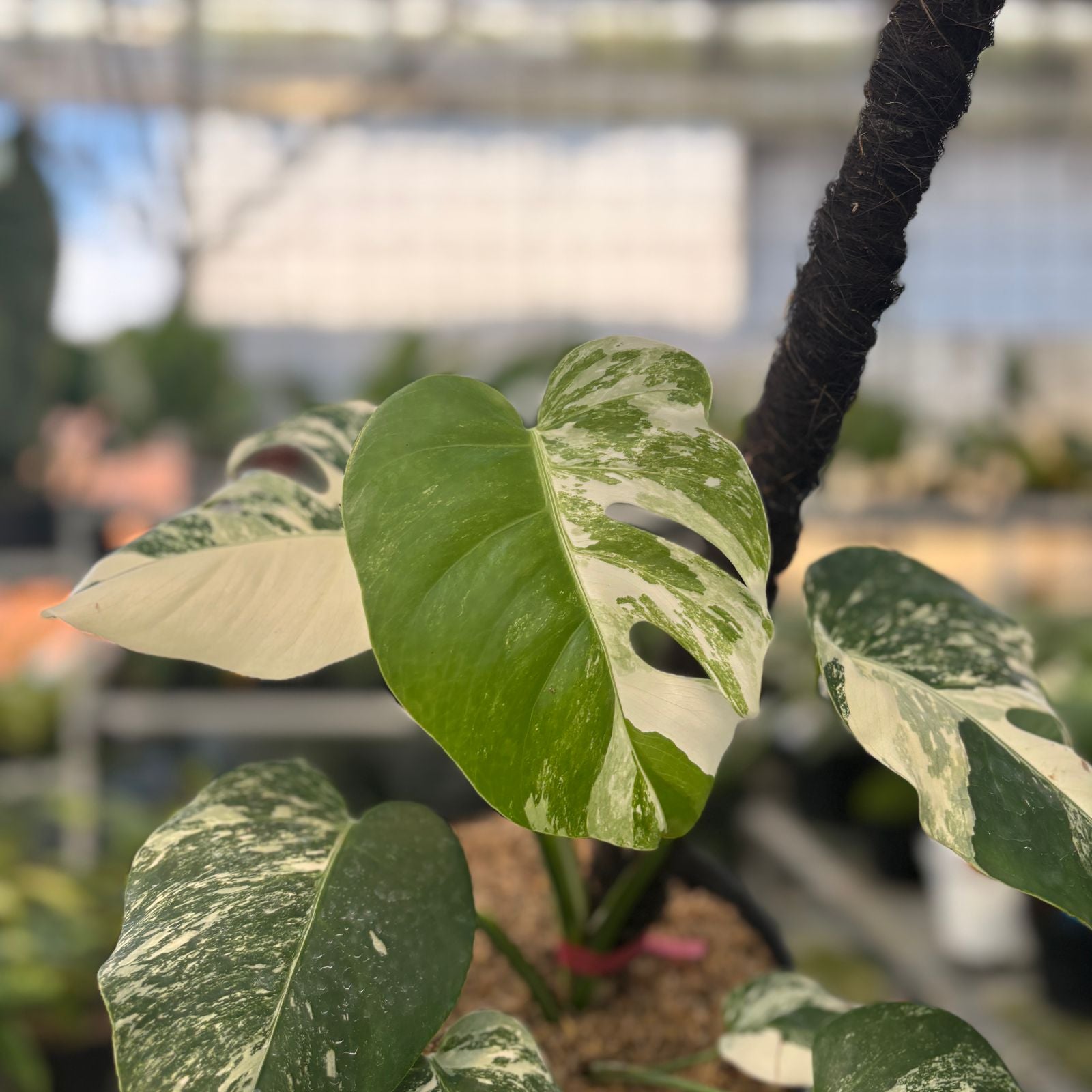 RP22-9 Monstera Albo Variegated