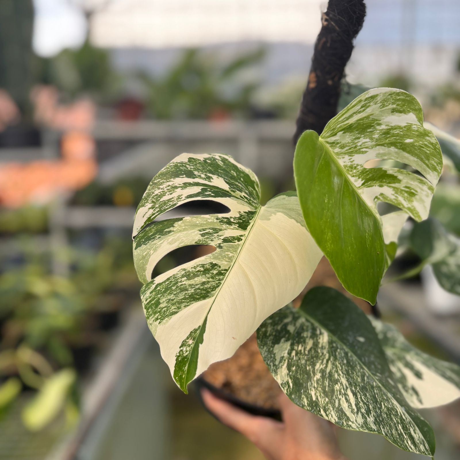 RP22-9 Monstera Albo Variegated
