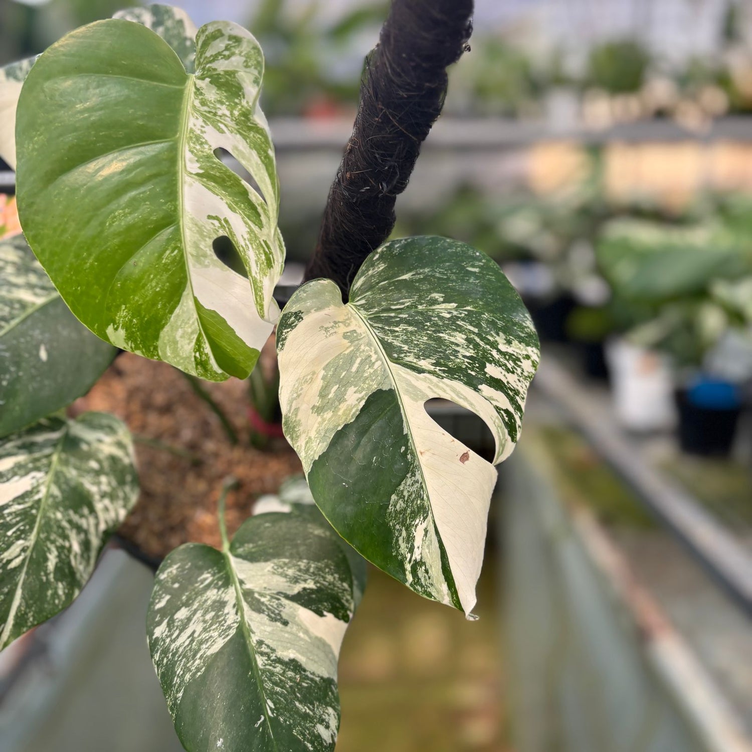 RP22-9 Monstera Albo Variegated