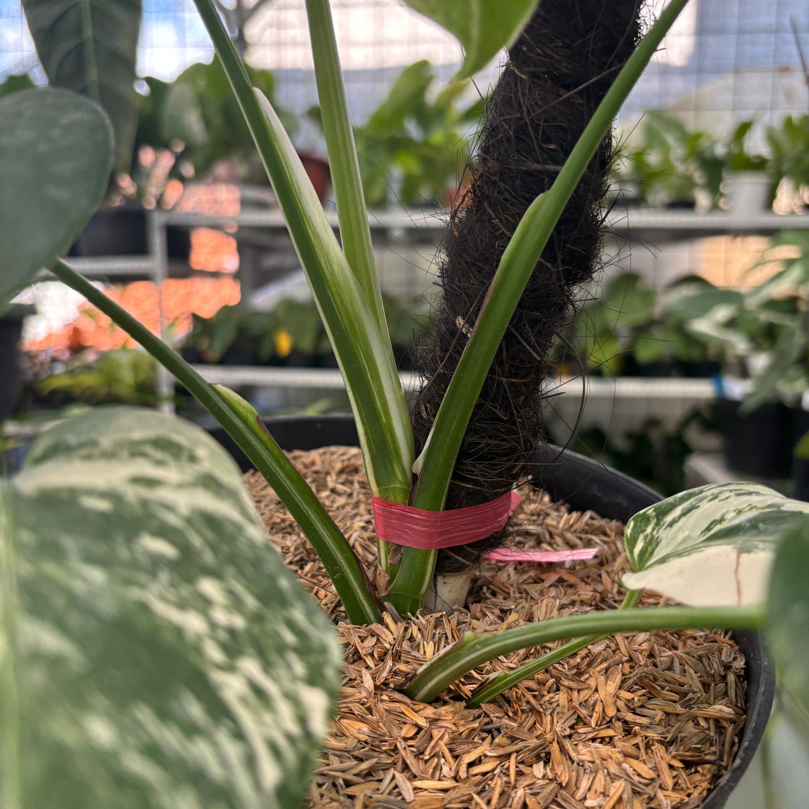 RP22-9 Monstera Albo Variegated