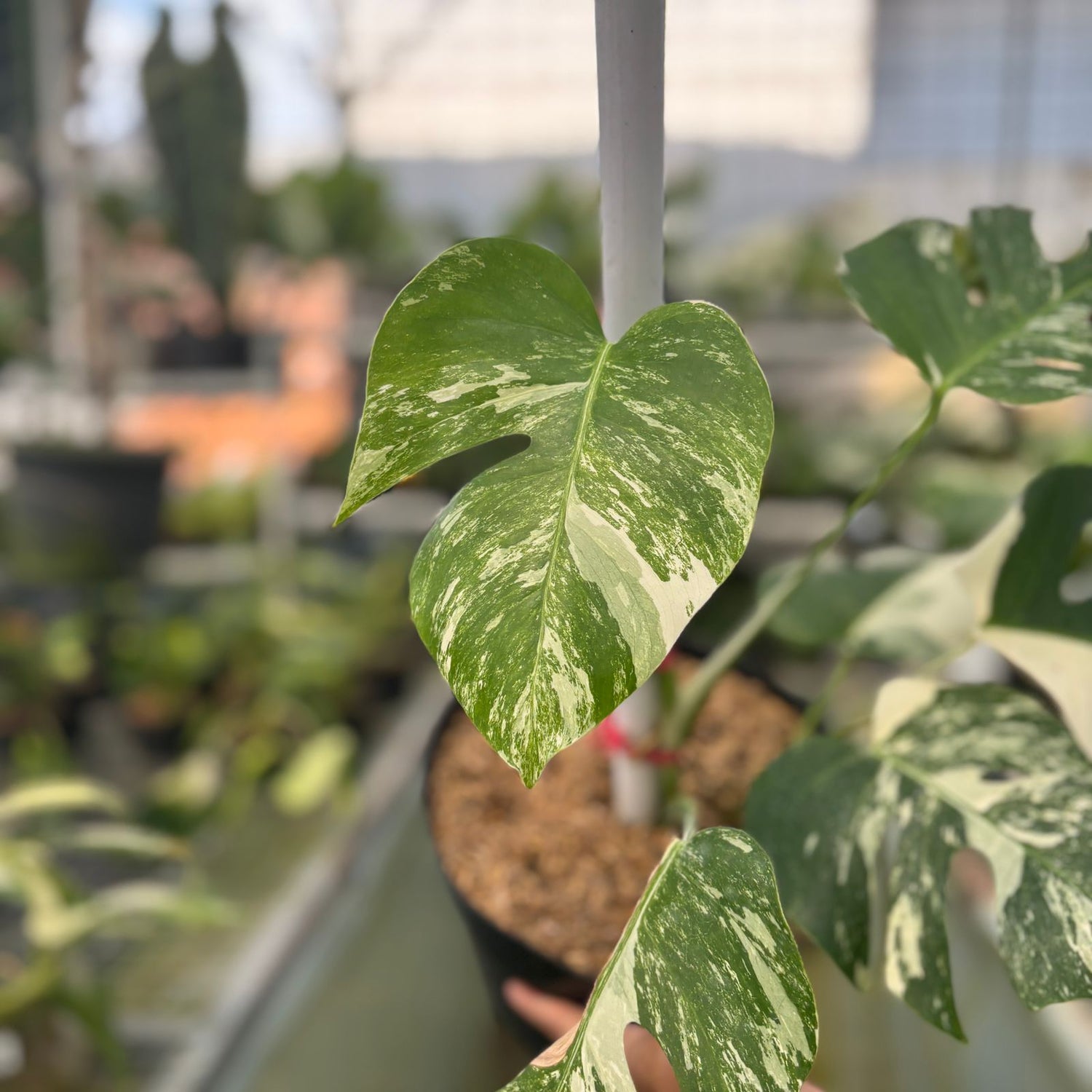 RP21-9 Monstera Albo Variegated