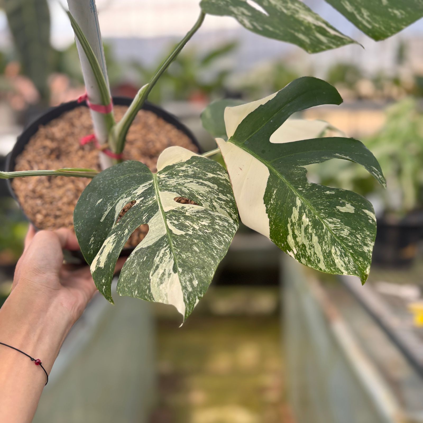 RP21-9 Monstera Albo Variegated